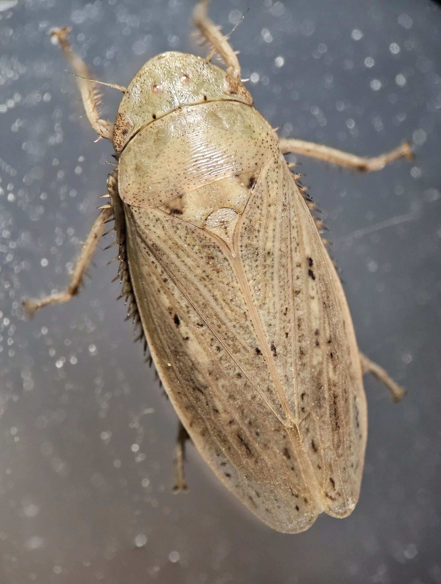 Prairiana