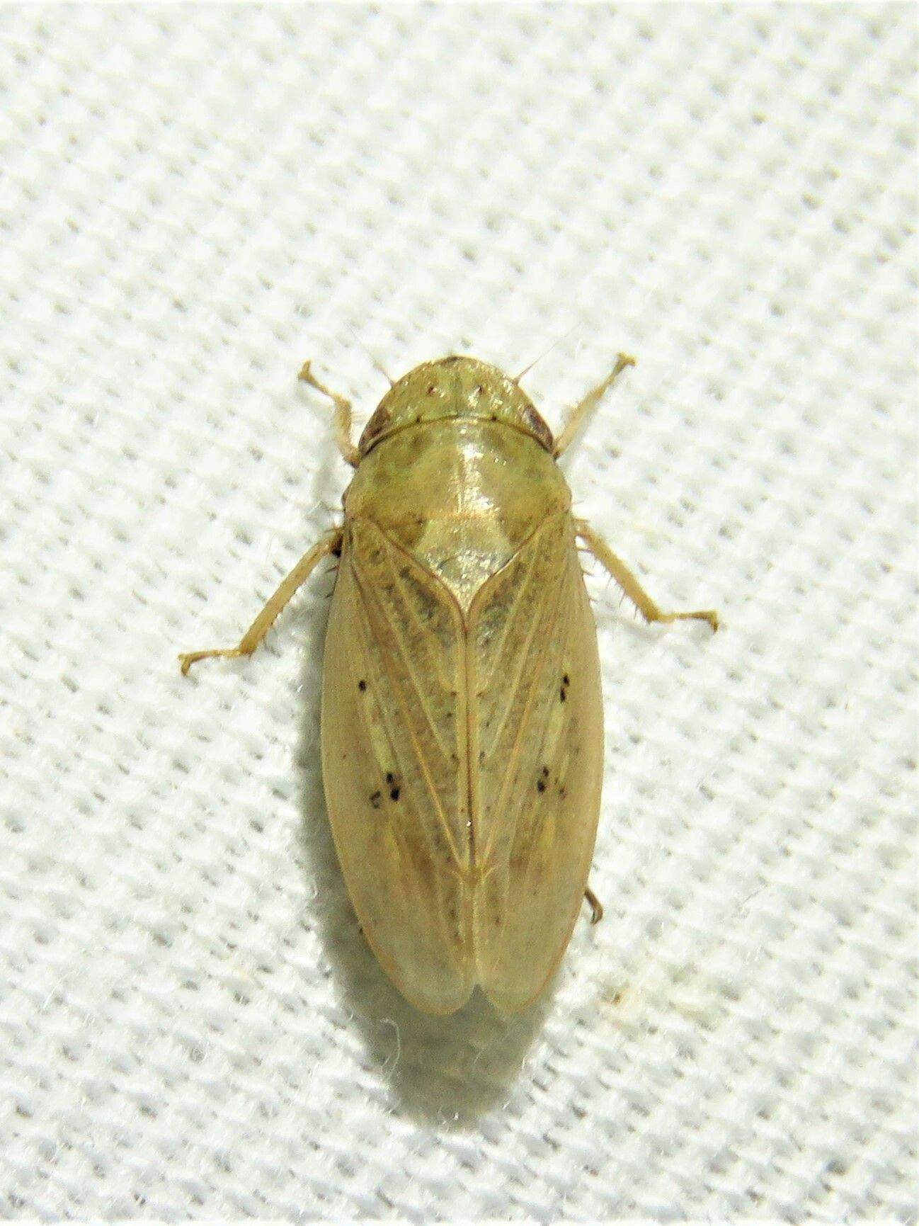 Prairiana