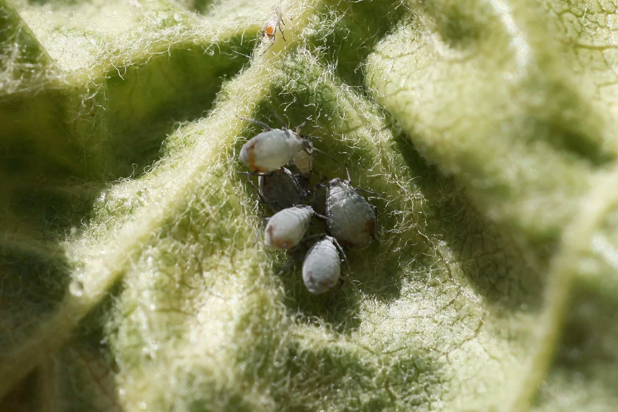 Dysaphis aucupariae