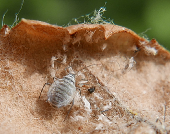 Dysaphis aucupariae