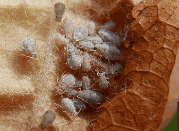 Dysaphis aucupariae
