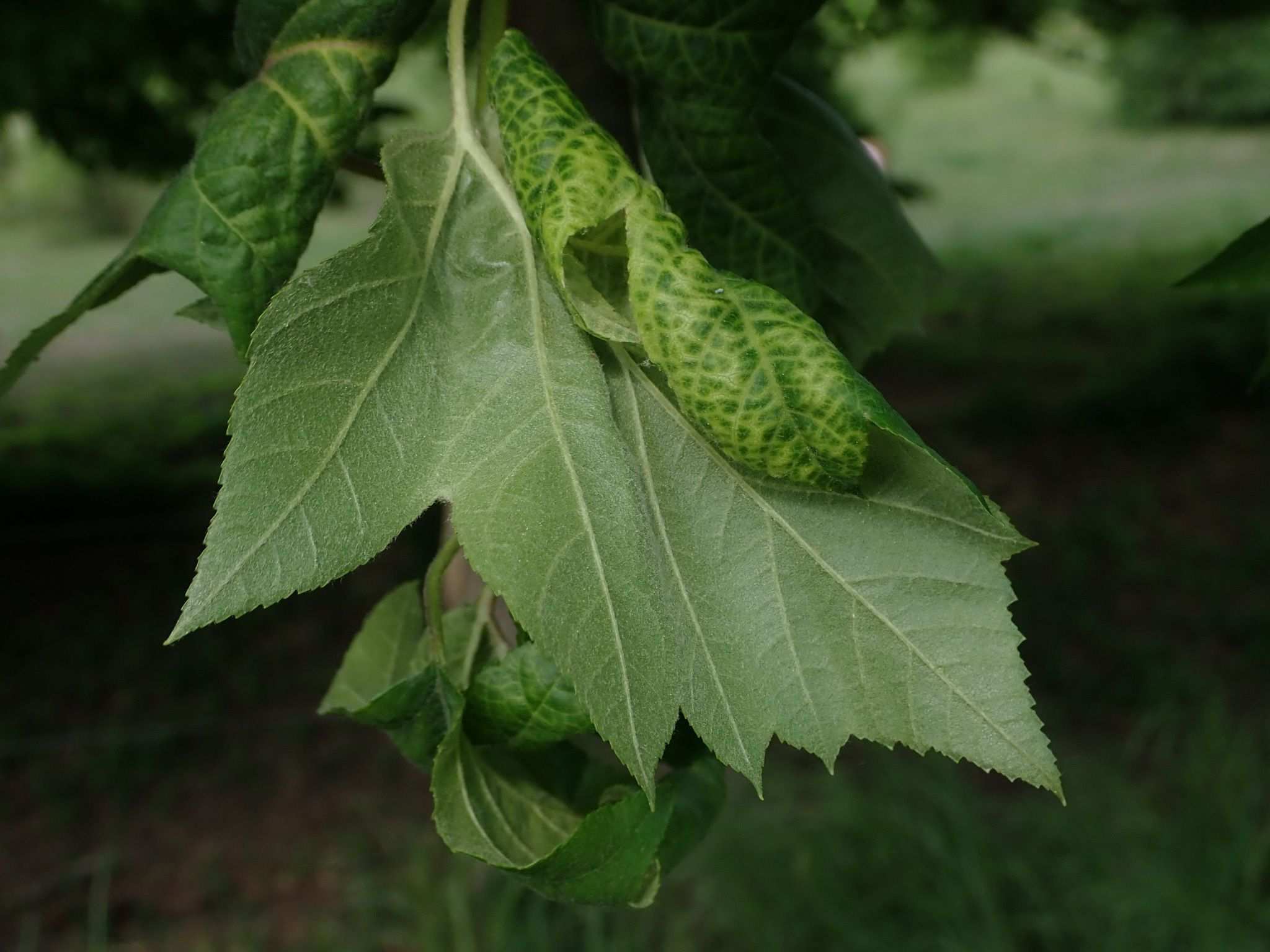 Dysaphis aucupariae