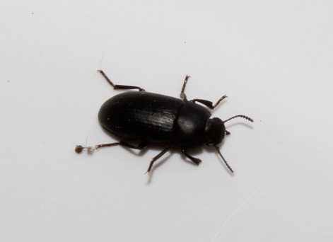 Opatroides