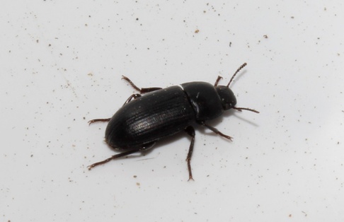 Opatroides