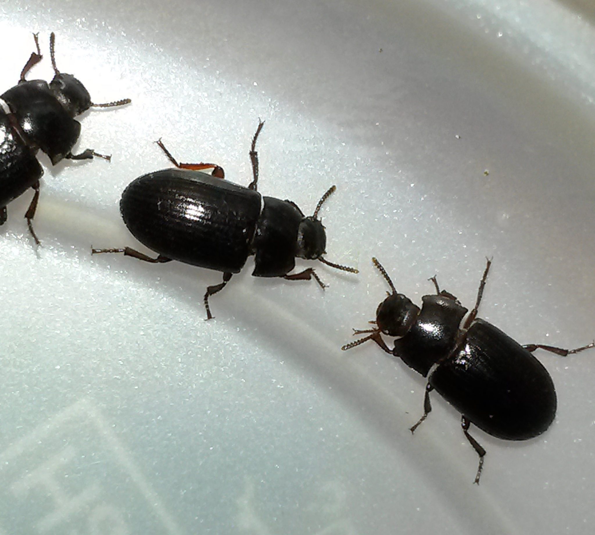Opatroides