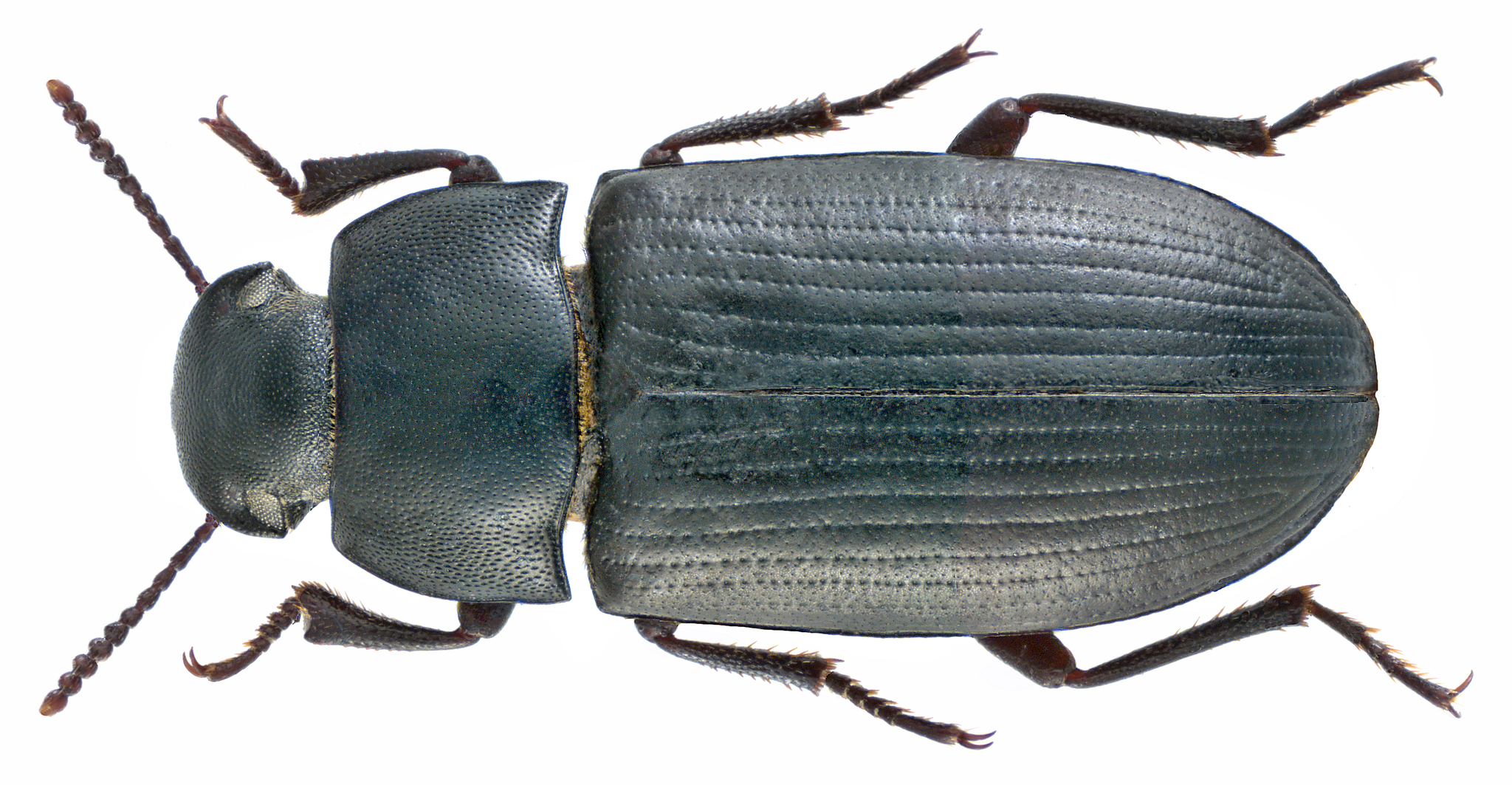 Opatroides