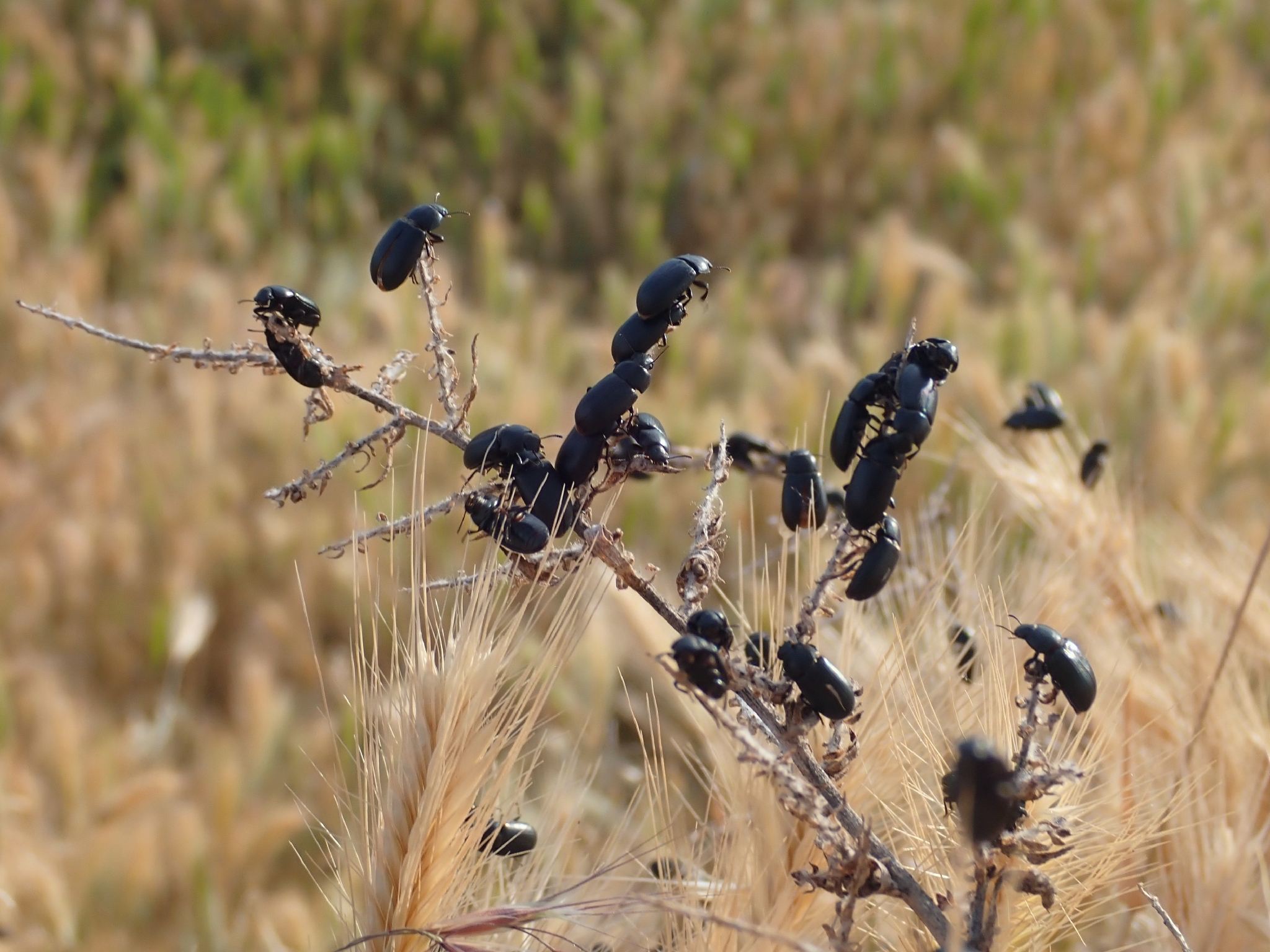 Opatroides