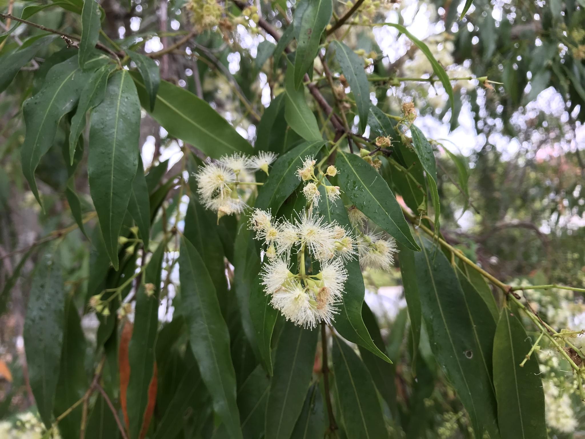 Syzygium floribundum