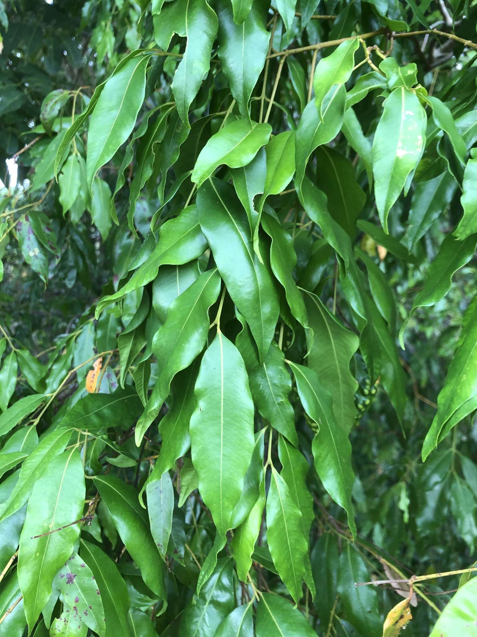 Syzygium floribundum