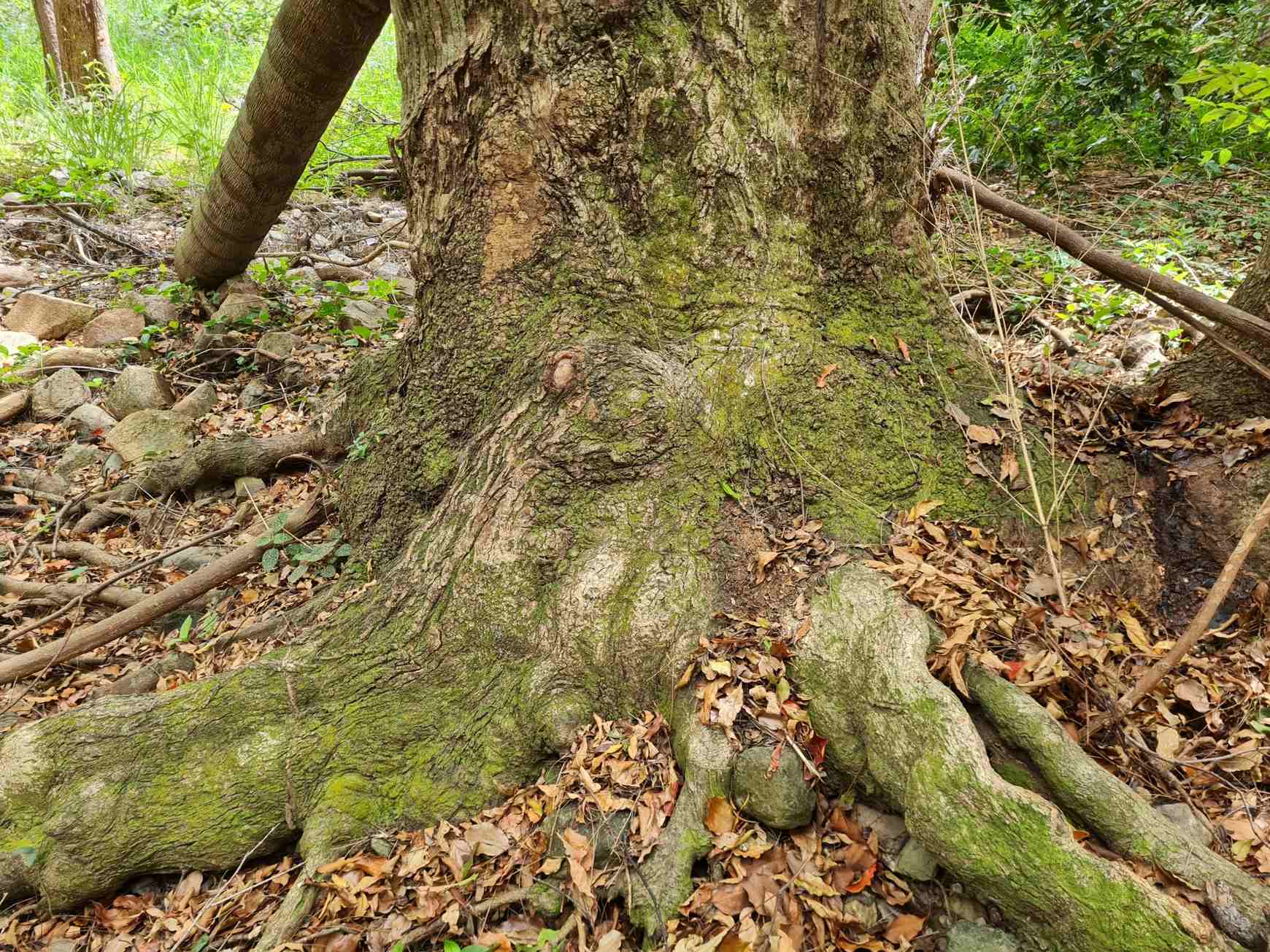 Syzygium floribundum