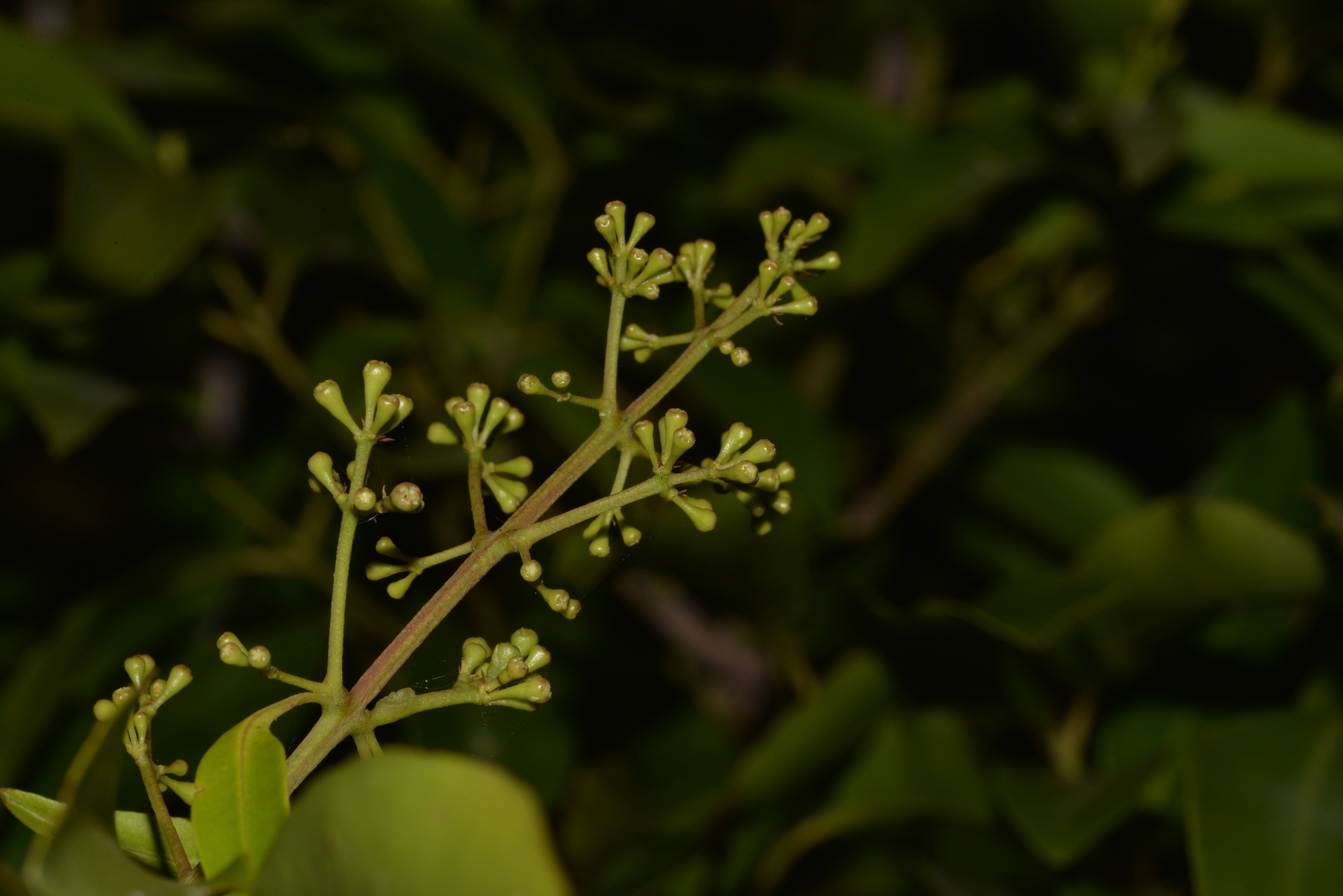 Syzygium floribundum