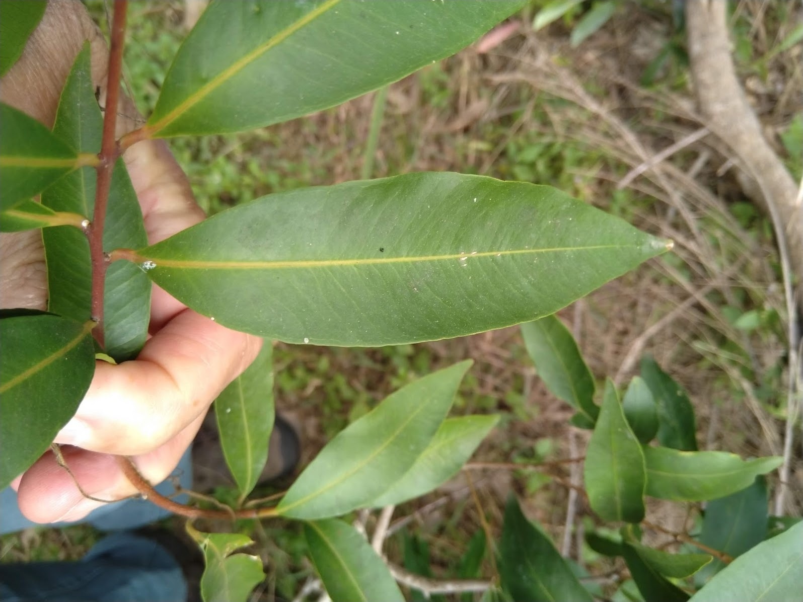 Syzygium floribundum
