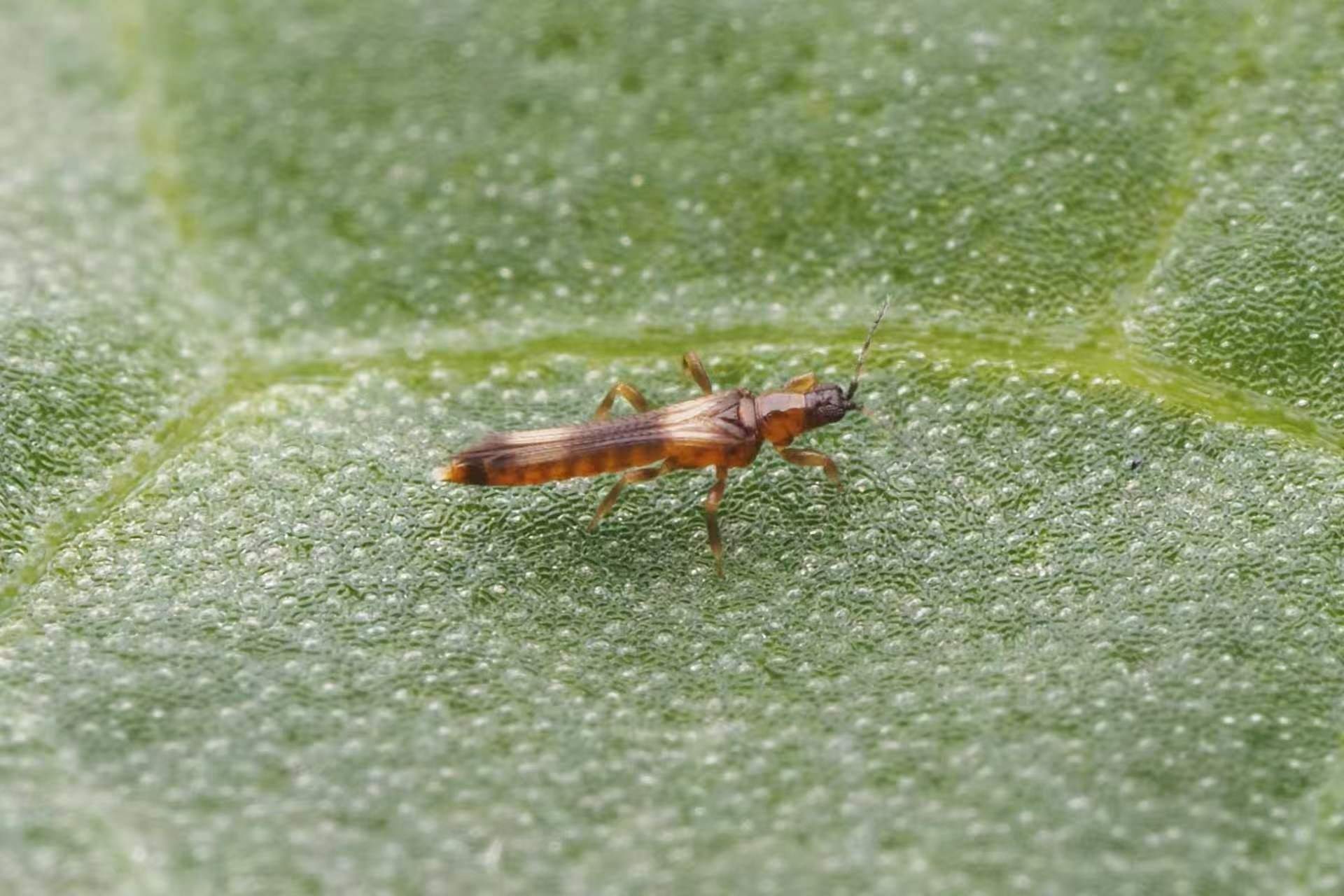 Megalurothrips distalis