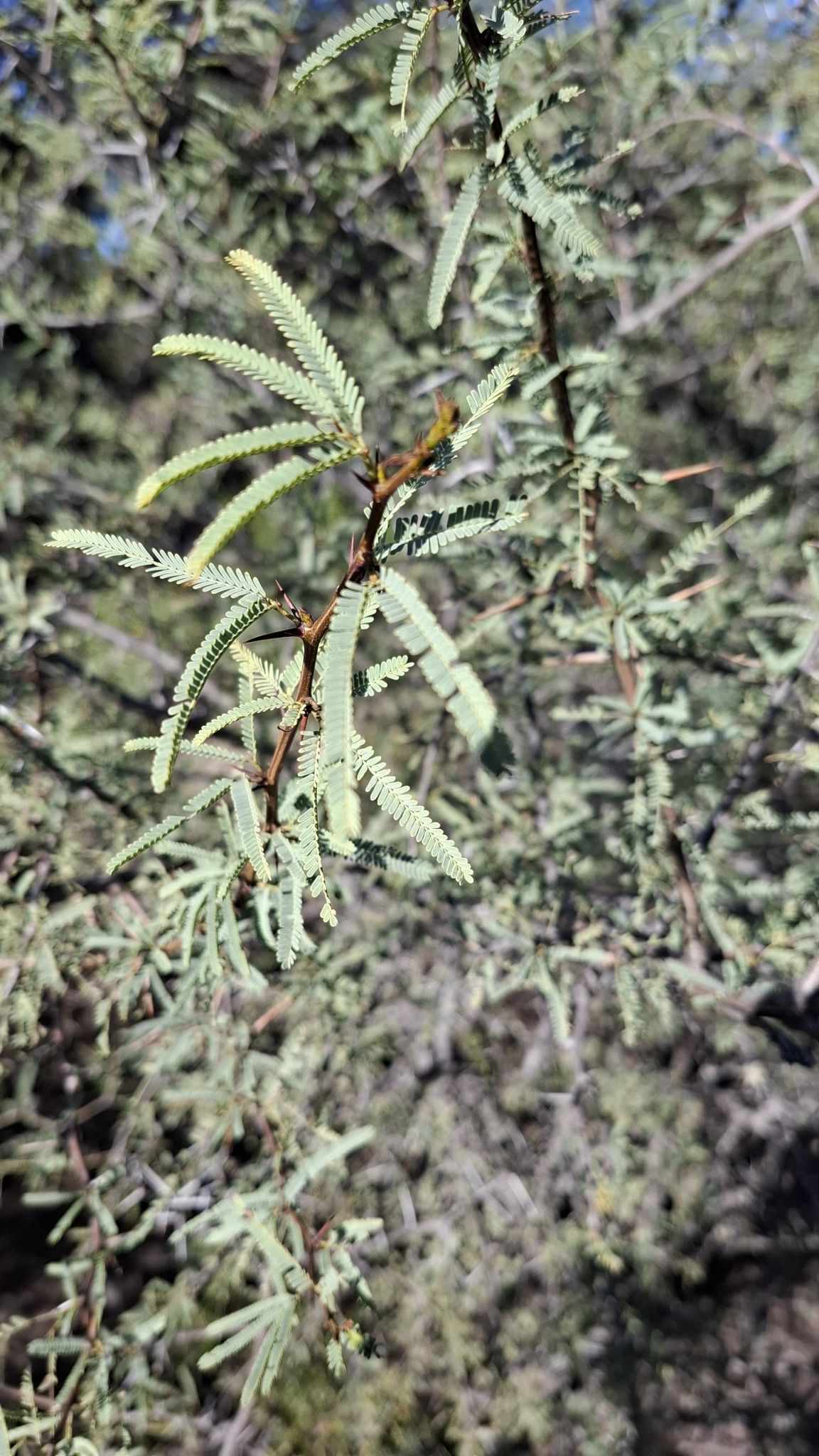 Strombocarpa torquata