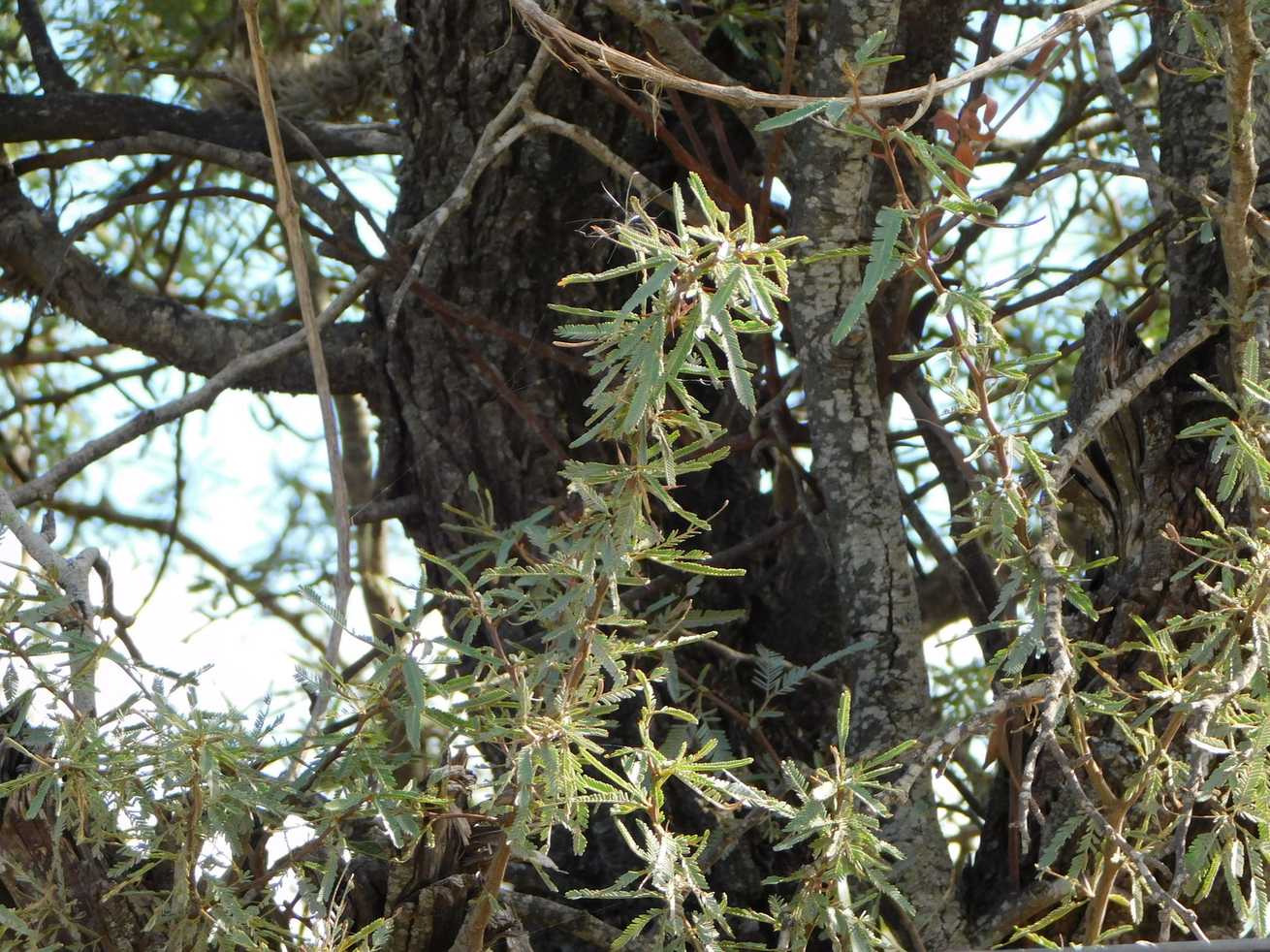 Strombocarpa torquata