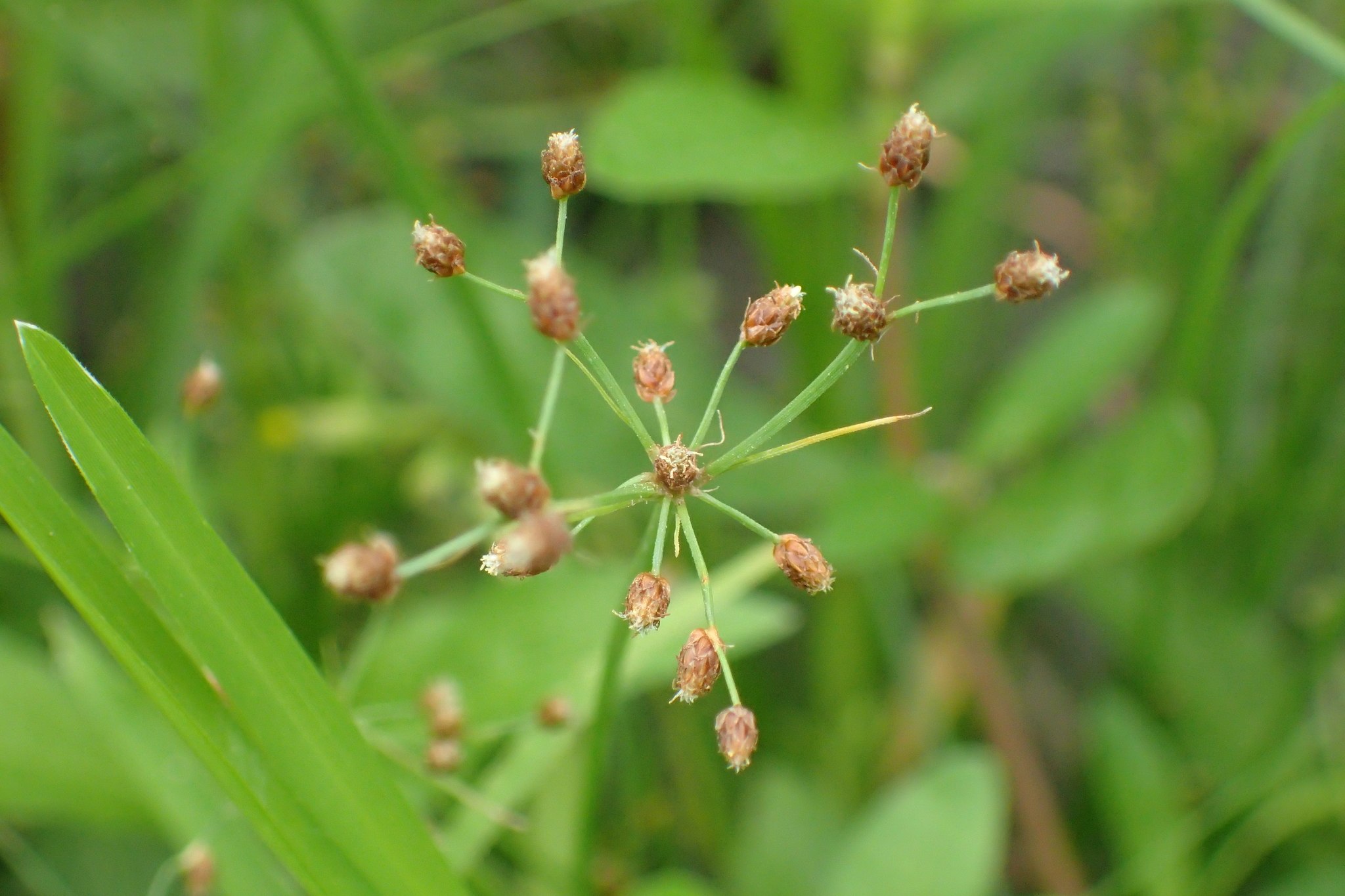 Fimbristylis littoralis