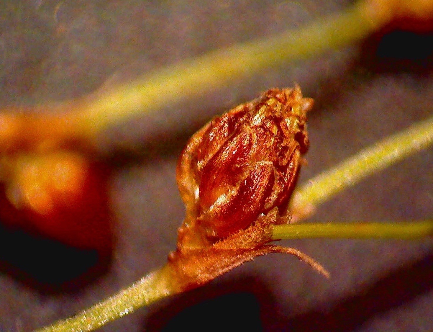 Fimbristylis littoralis