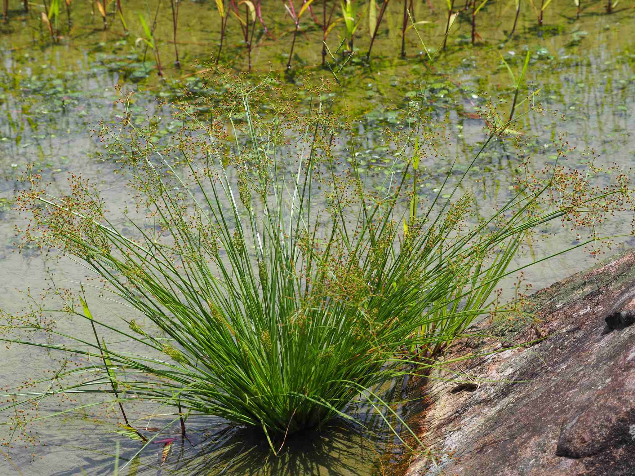 Fimbristylis littoralis