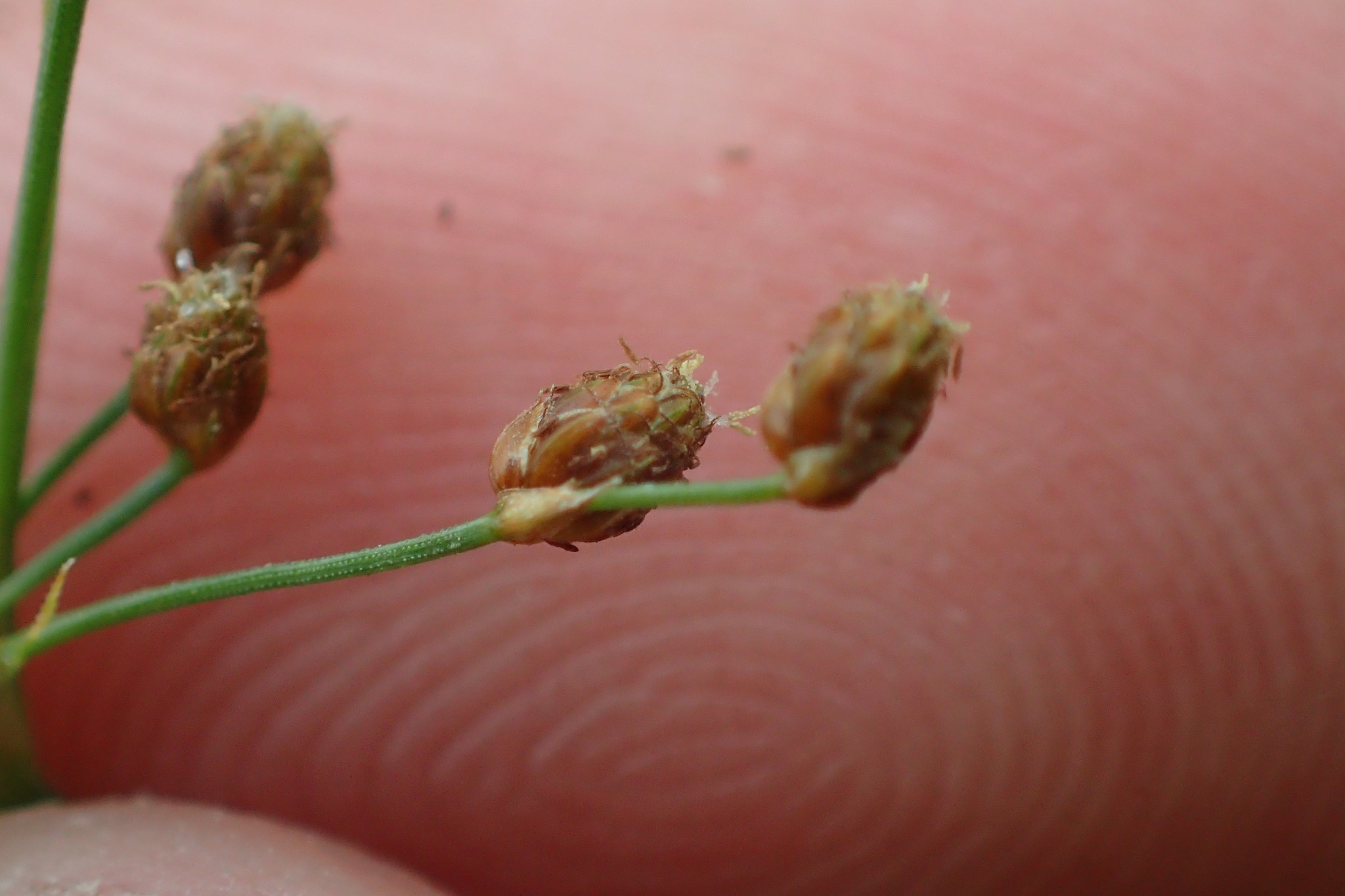 Fimbristylis littoralis