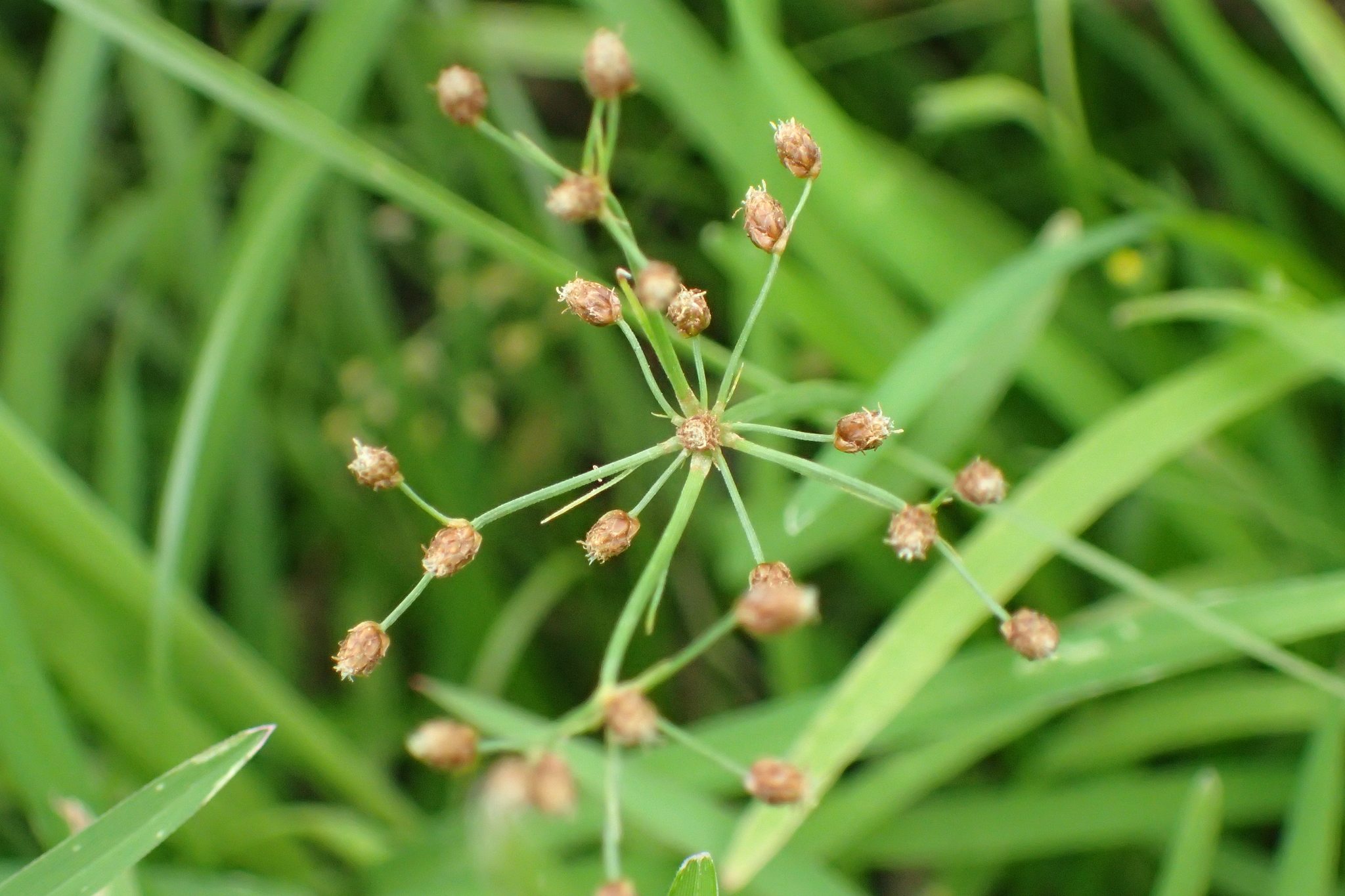 Fimbristylis littoralis