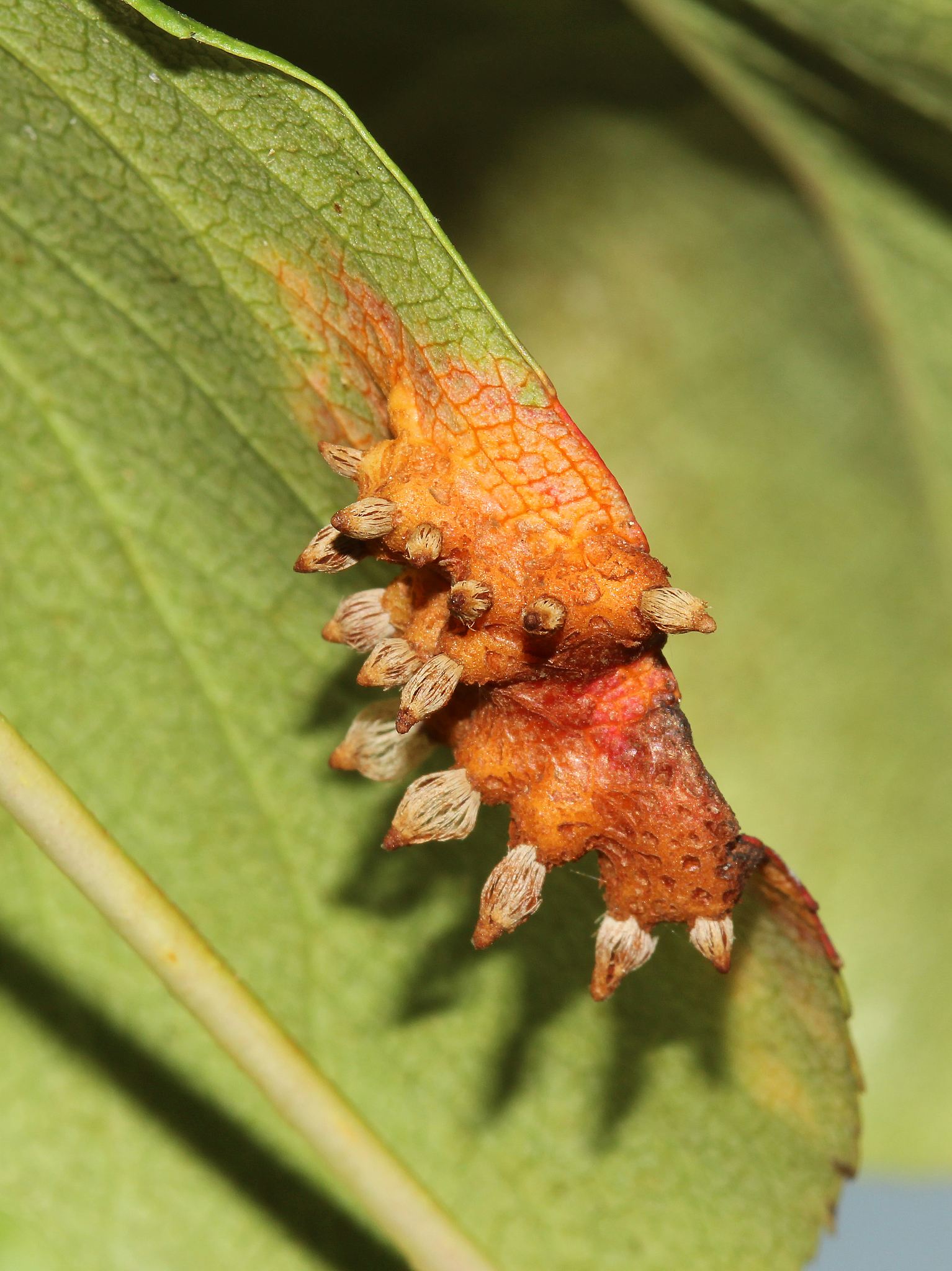 Gymnosporangium sabinae