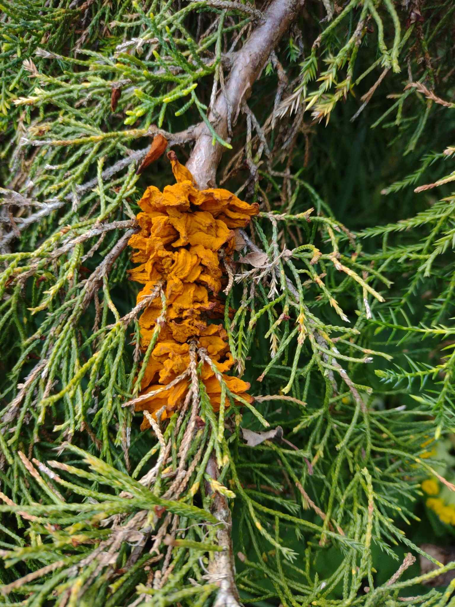 Gymnosporangium sabinae