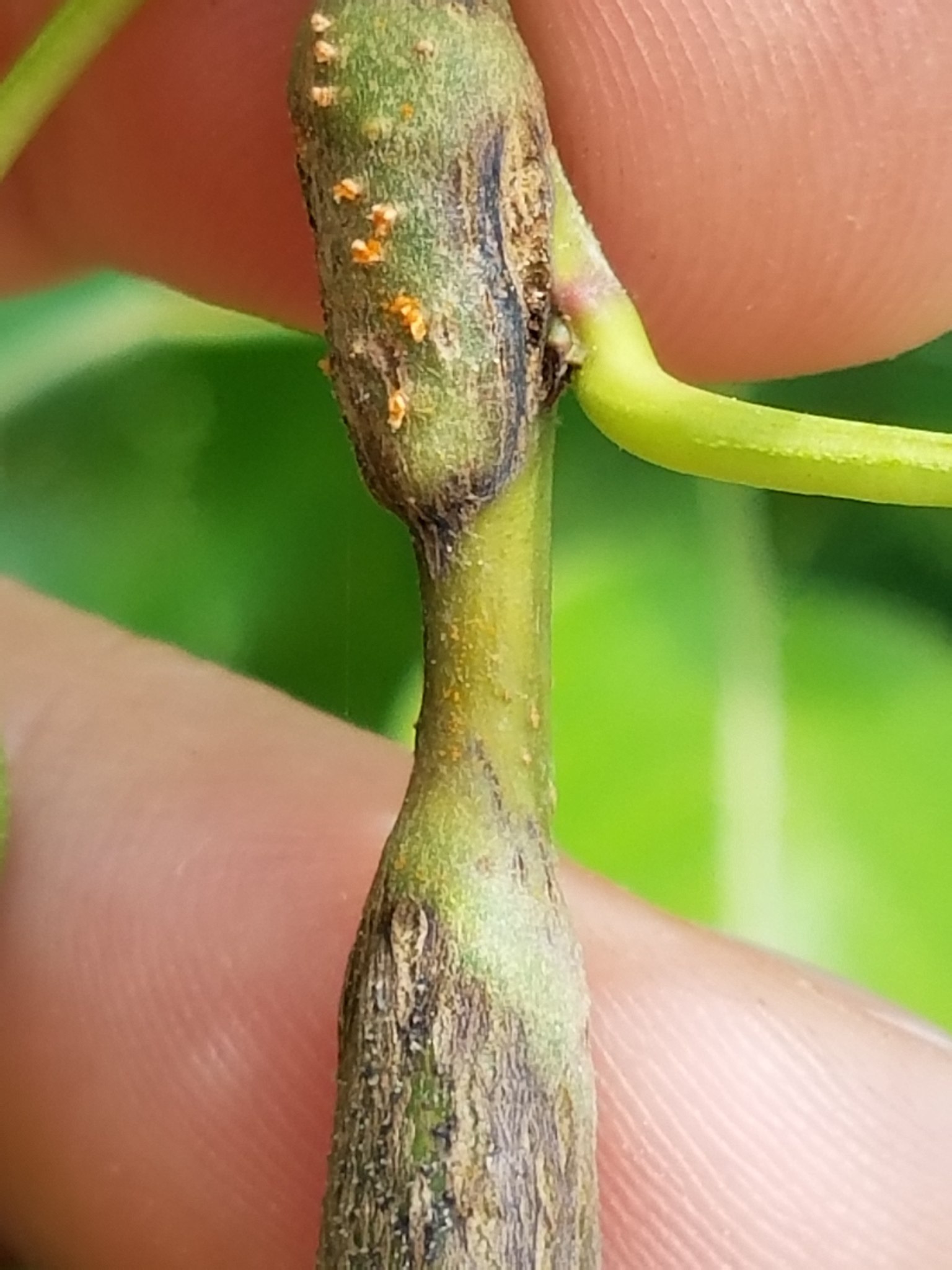 Gymnosporangium sabinae
