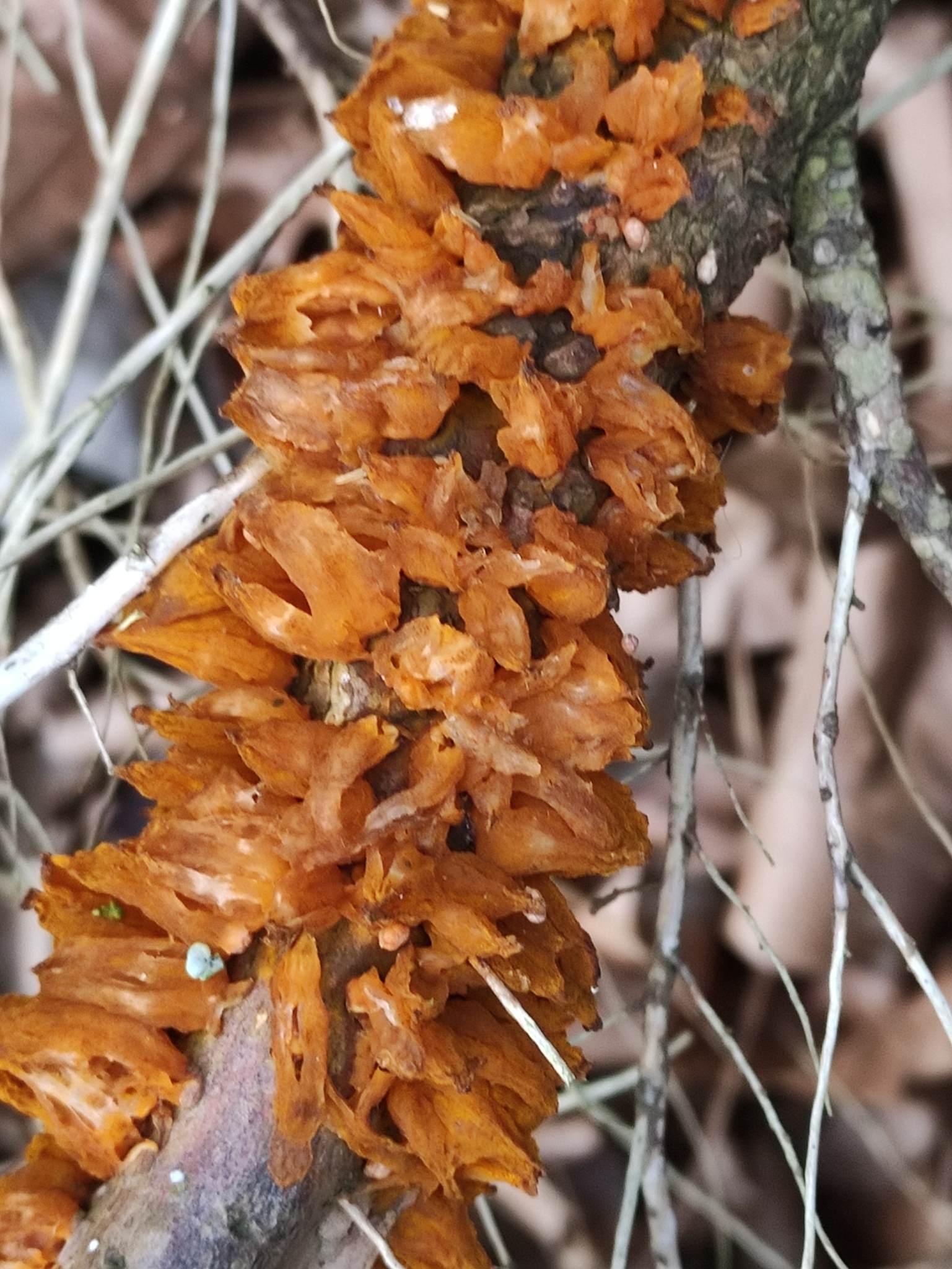 Gymnosporangium sabinae