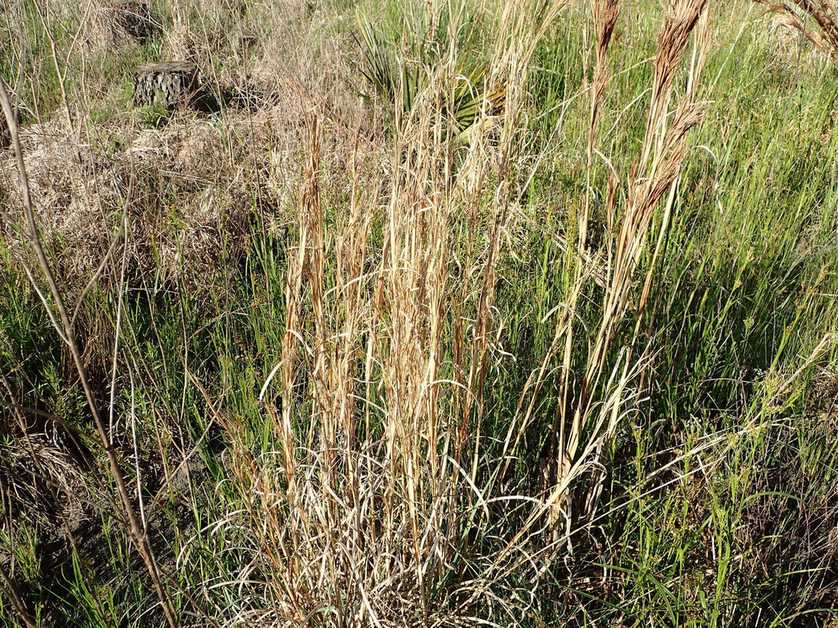 Anatherum virginicum