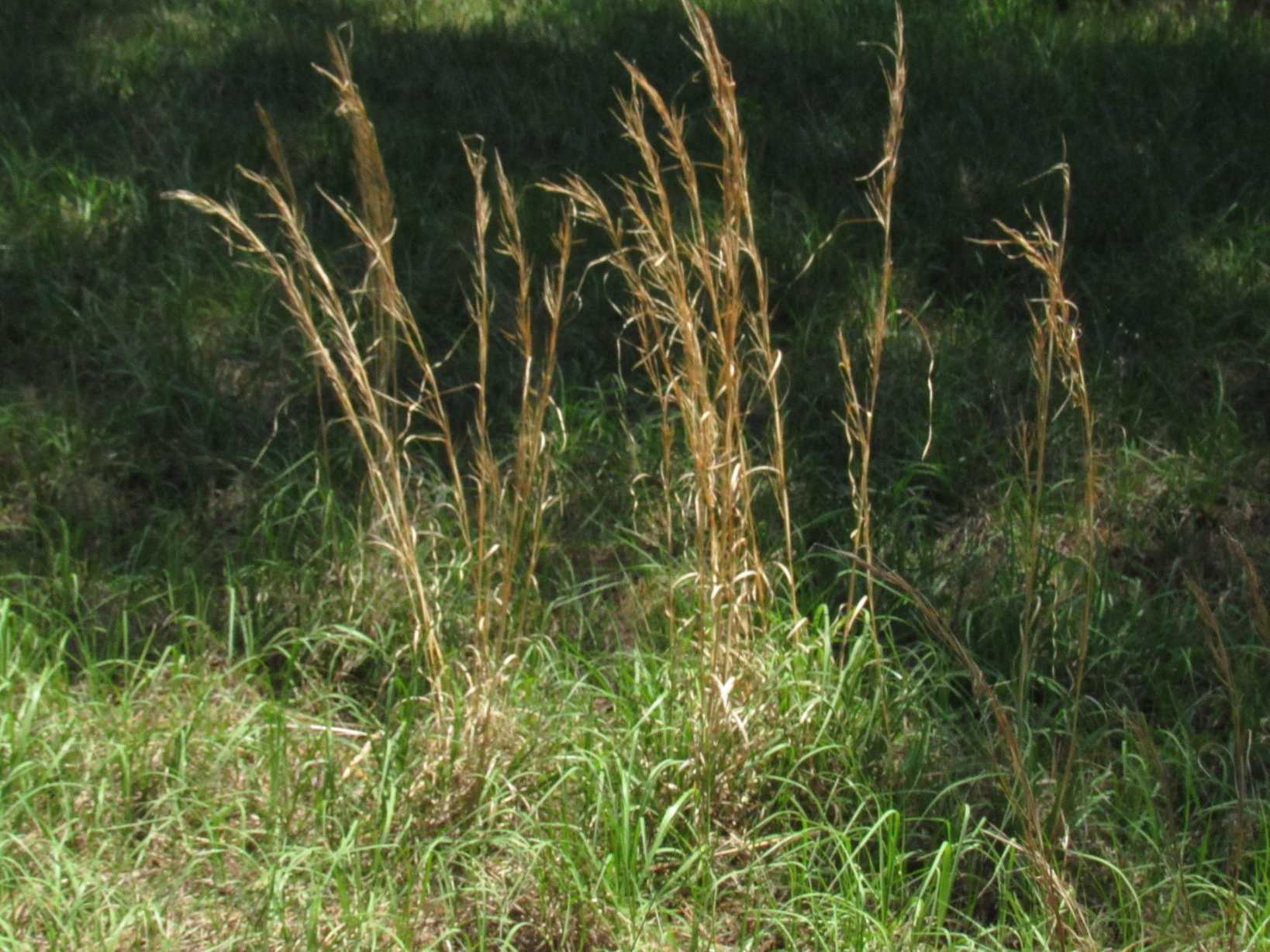 Anatherum virginicum