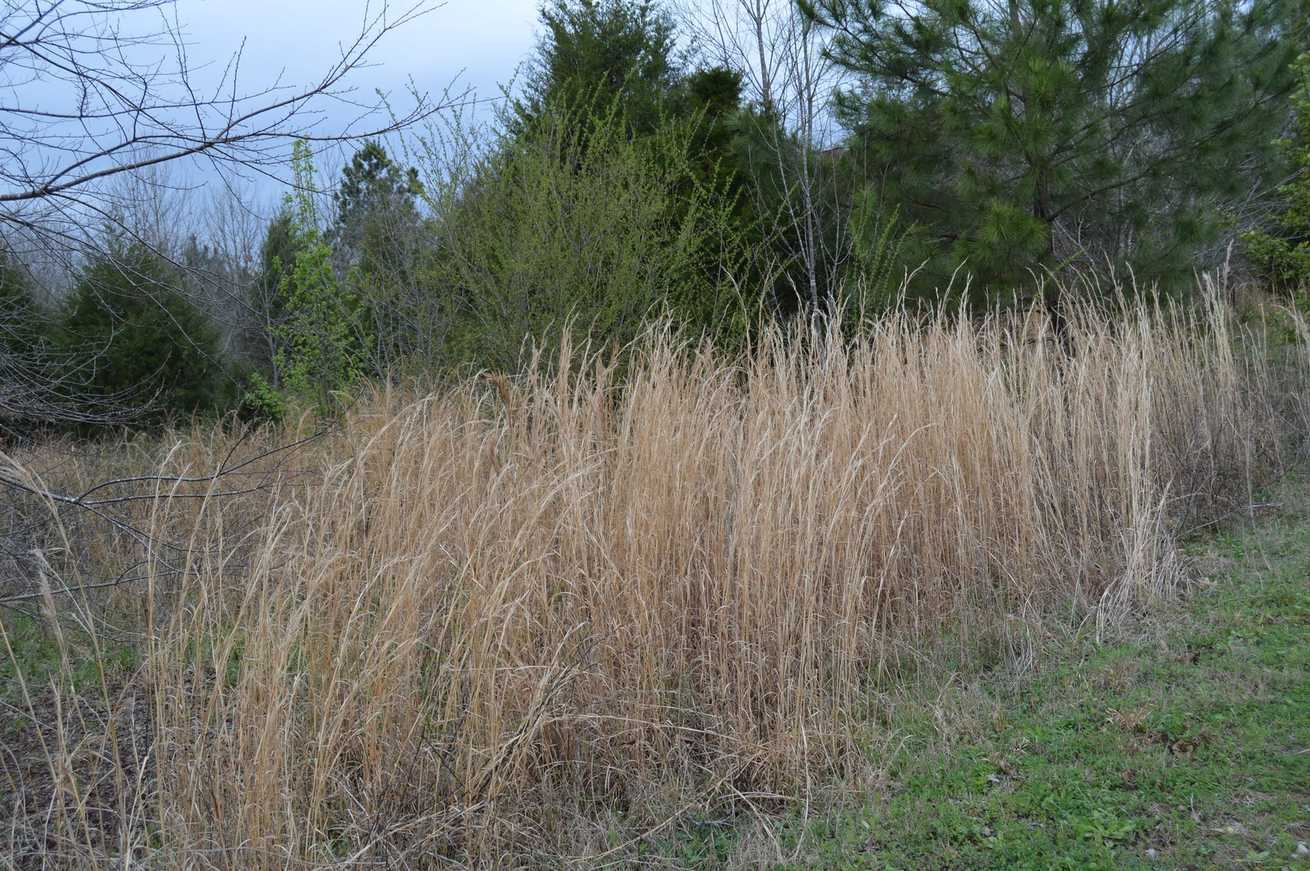 Anatherum virginicum