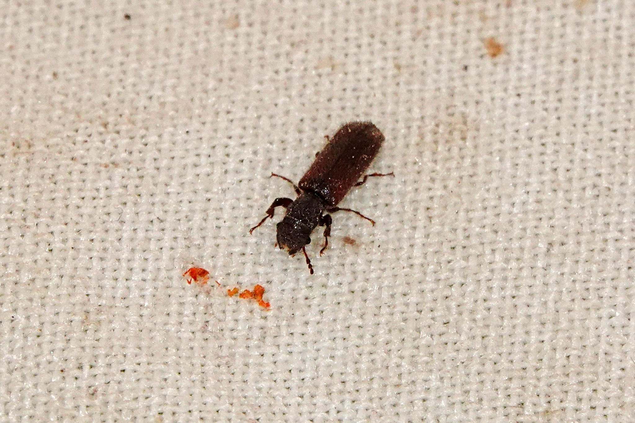 Melalgus confertus