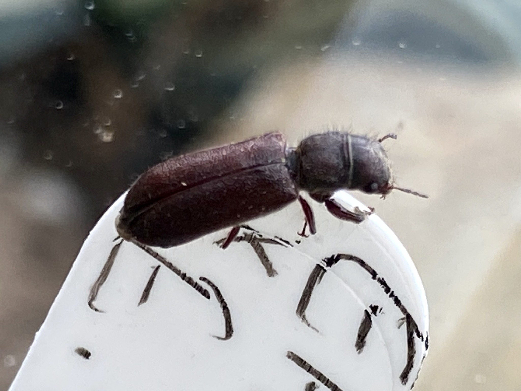 Melalgus confertus