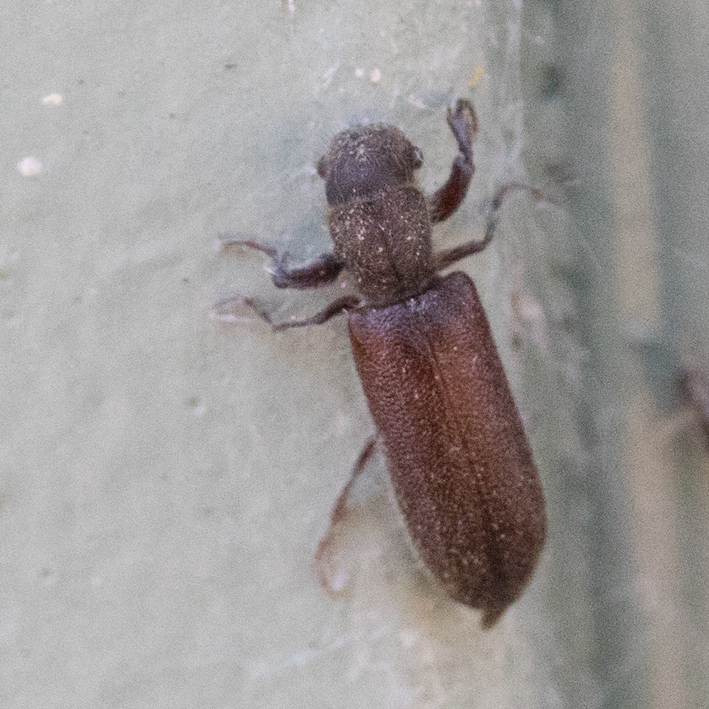 Melalgus confertus