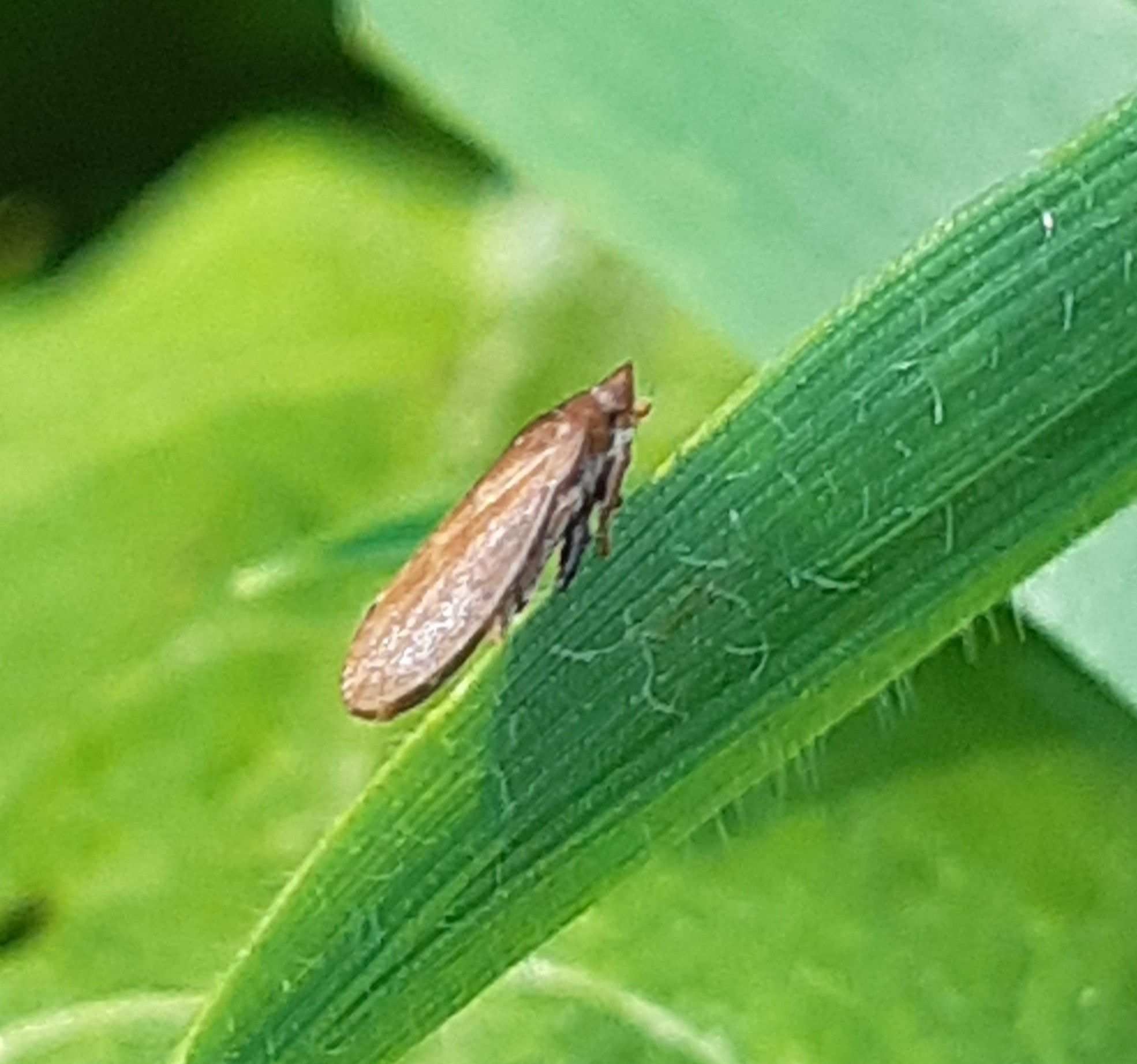 Tettigometra impressopunctata