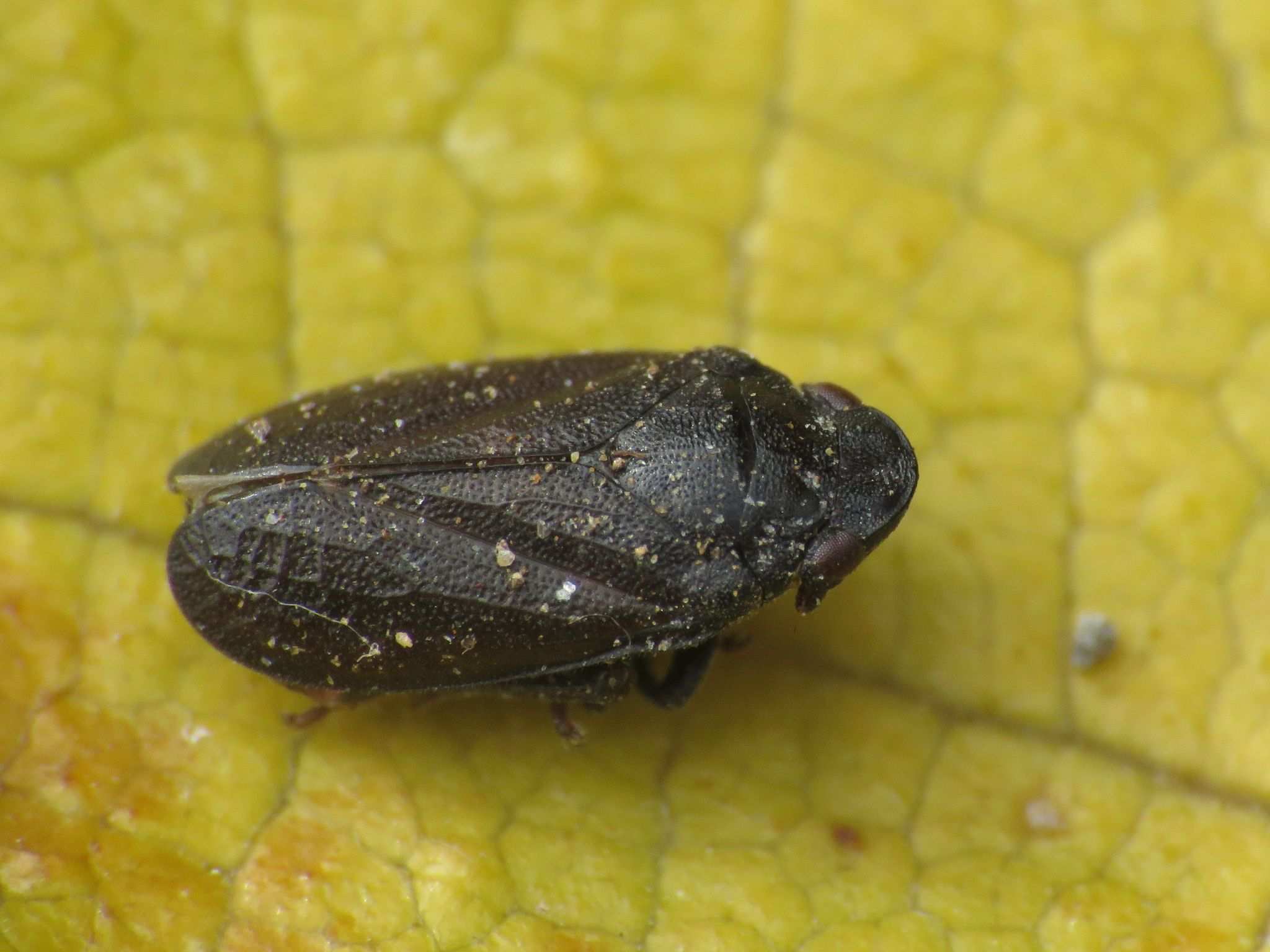 Tettigometra impressopunctata