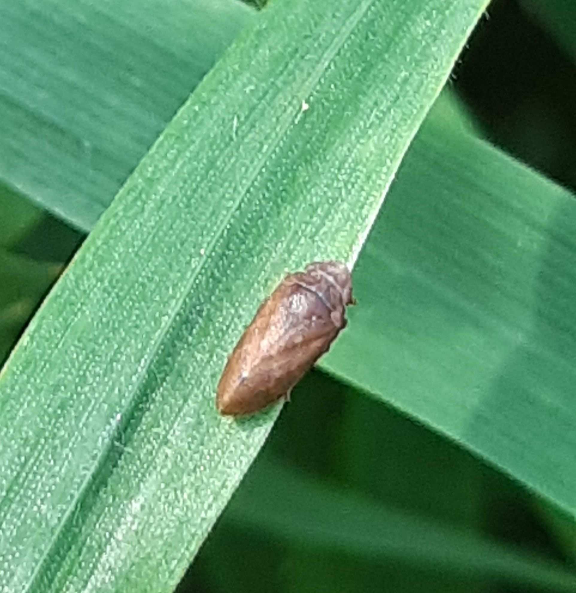 Tettigometra impressopunctata