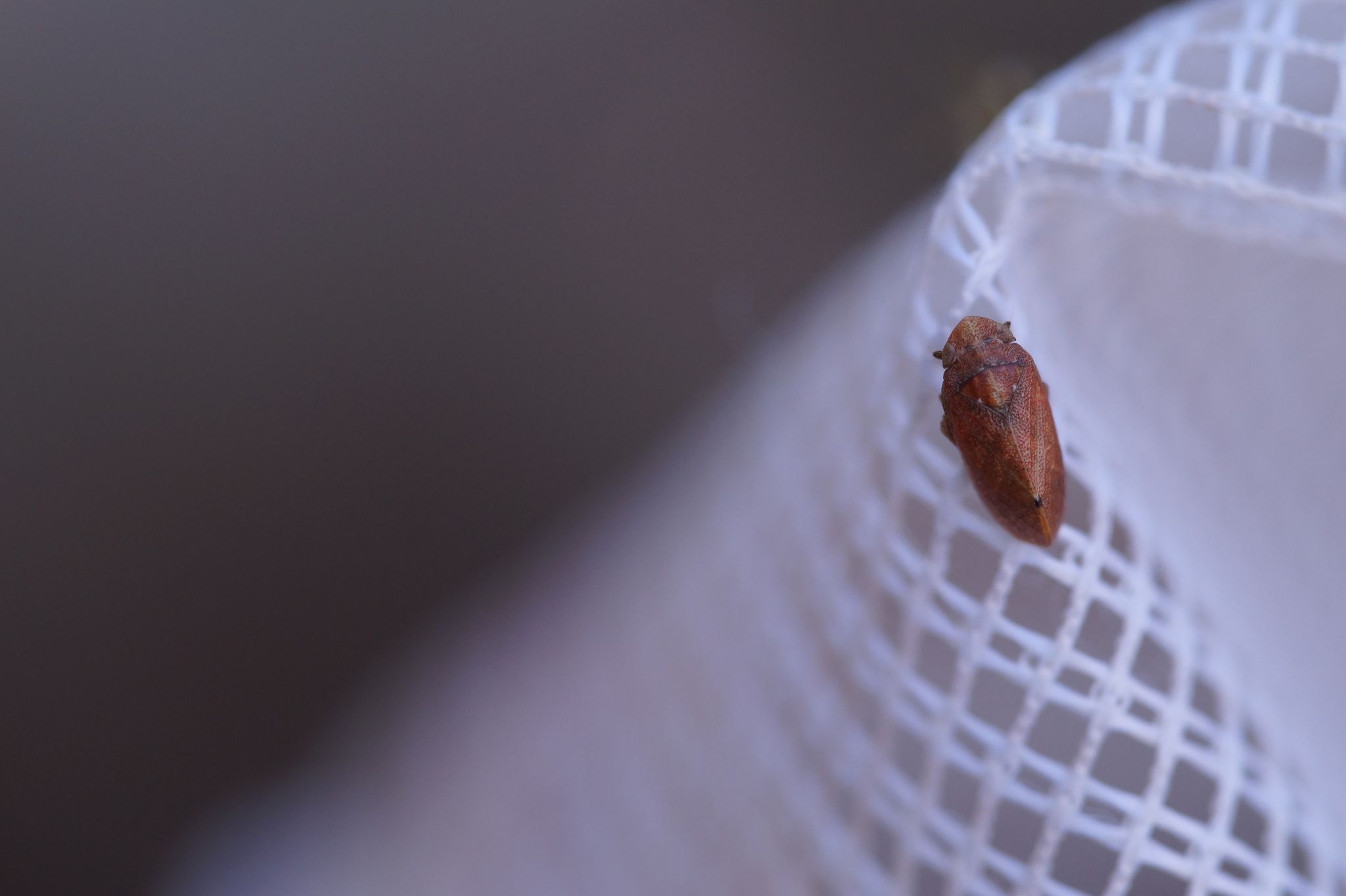 Tettigometra impressopunctata