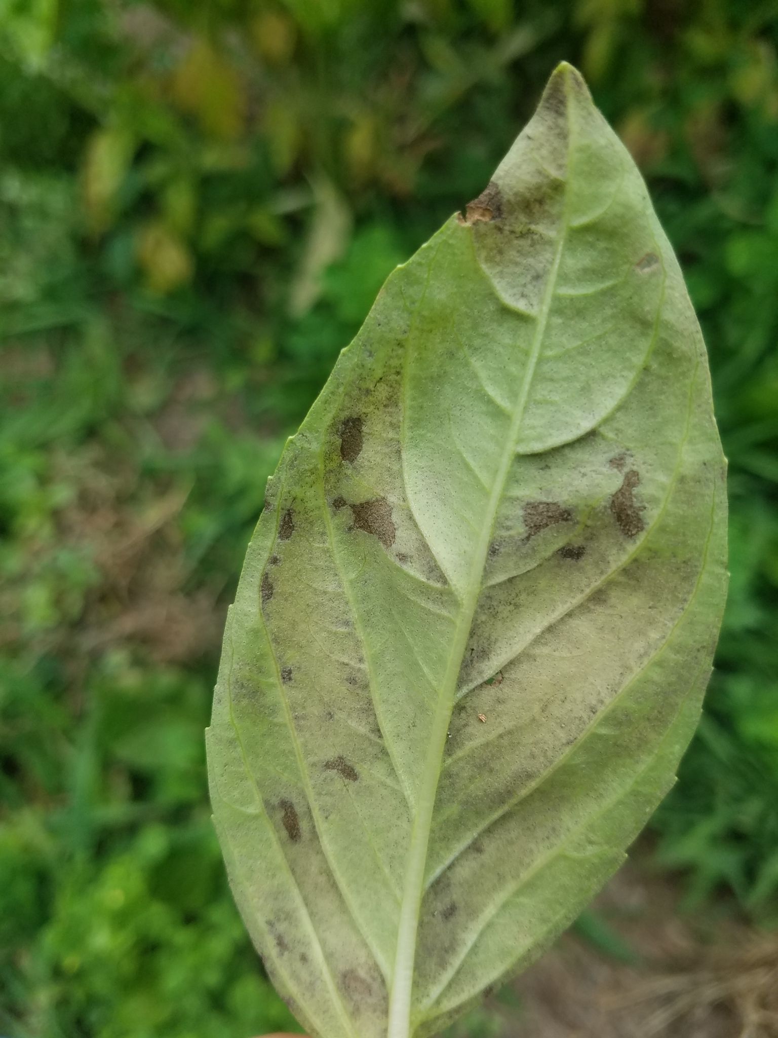 Peronospora belbahrii