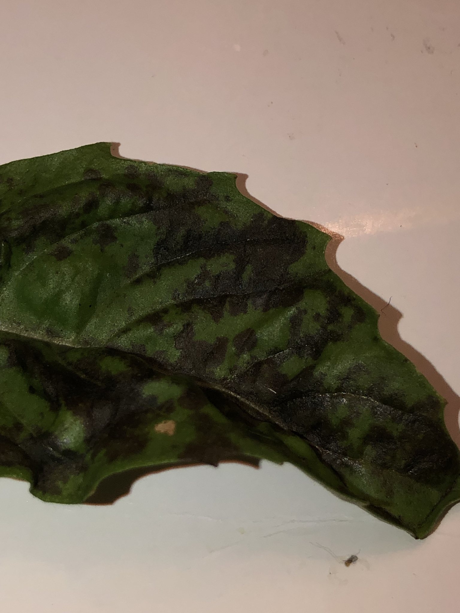 Peronospora belbahrii