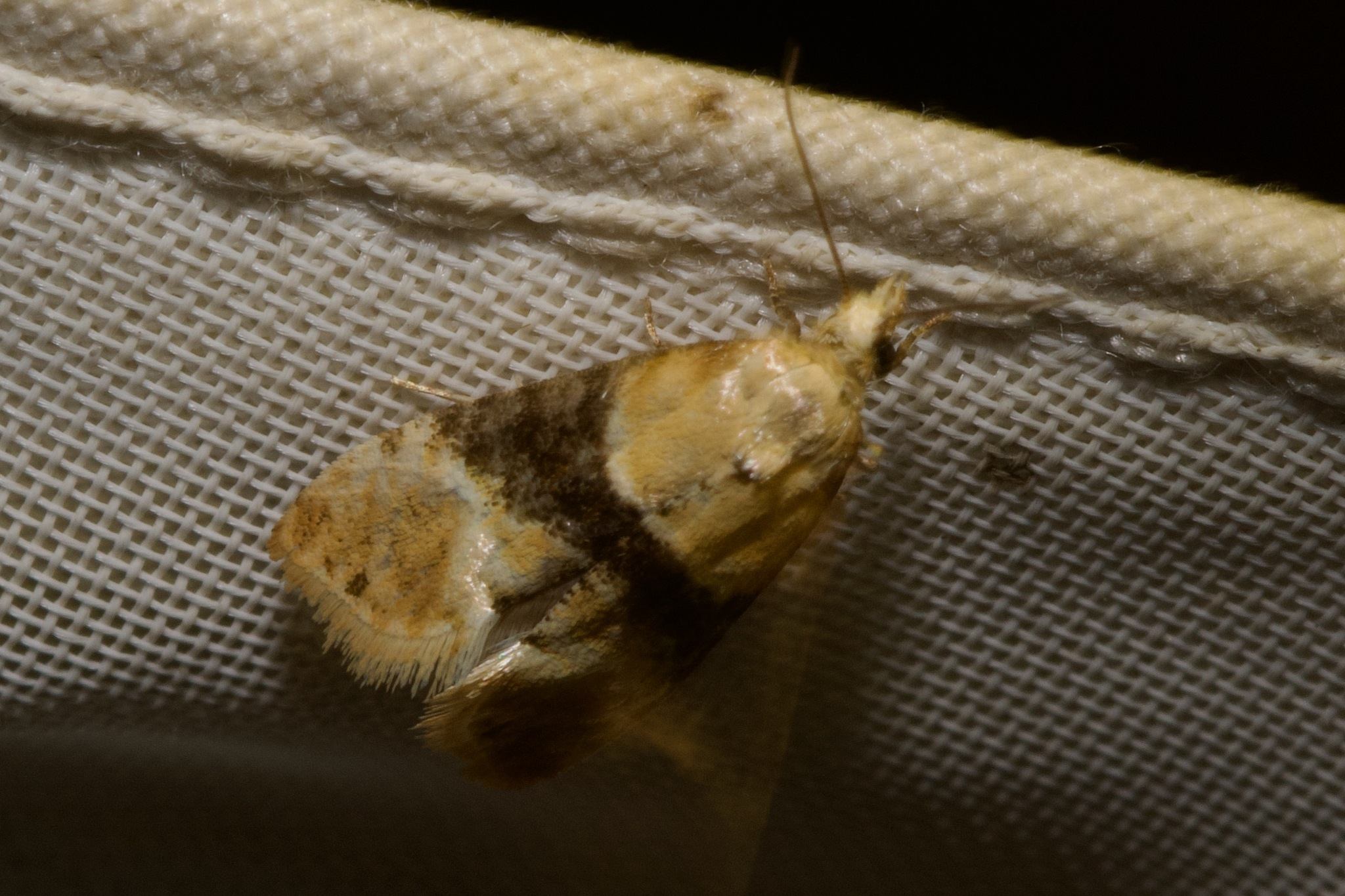 Eupoecilia ambiguella