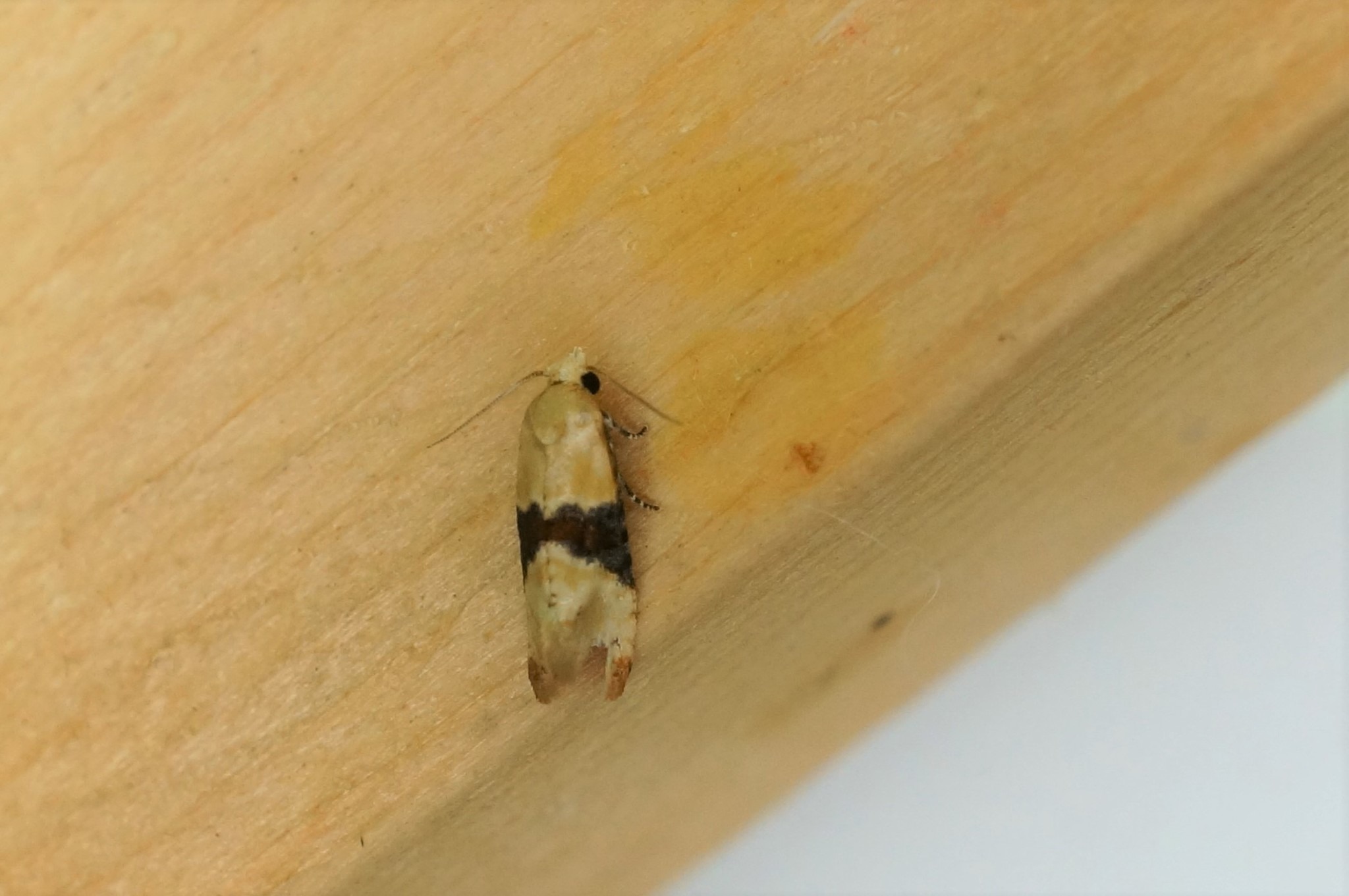 Eupoecilia ambiguella