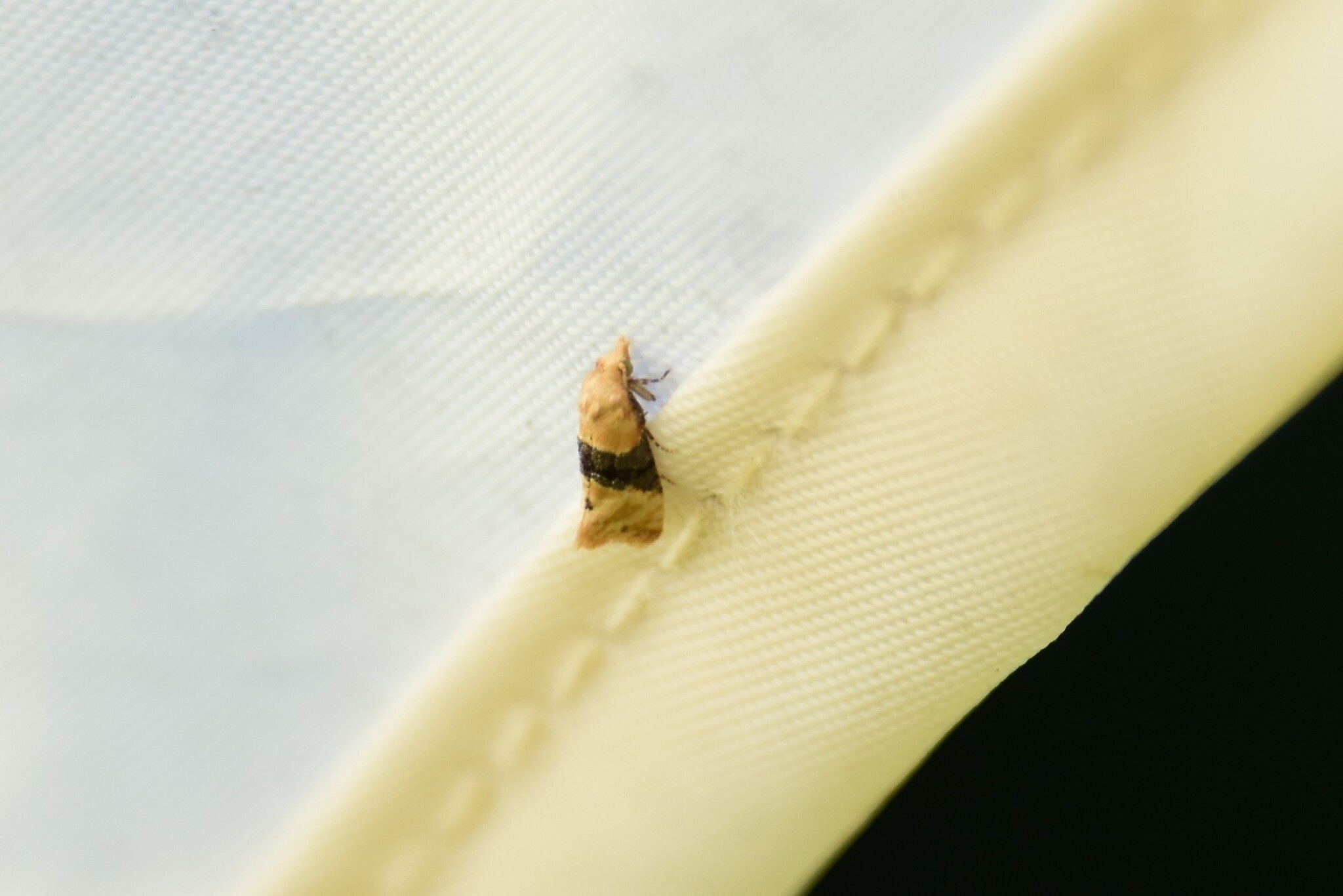 Eupoecilia ambiguella