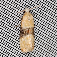 Eupoecilia ambiguella