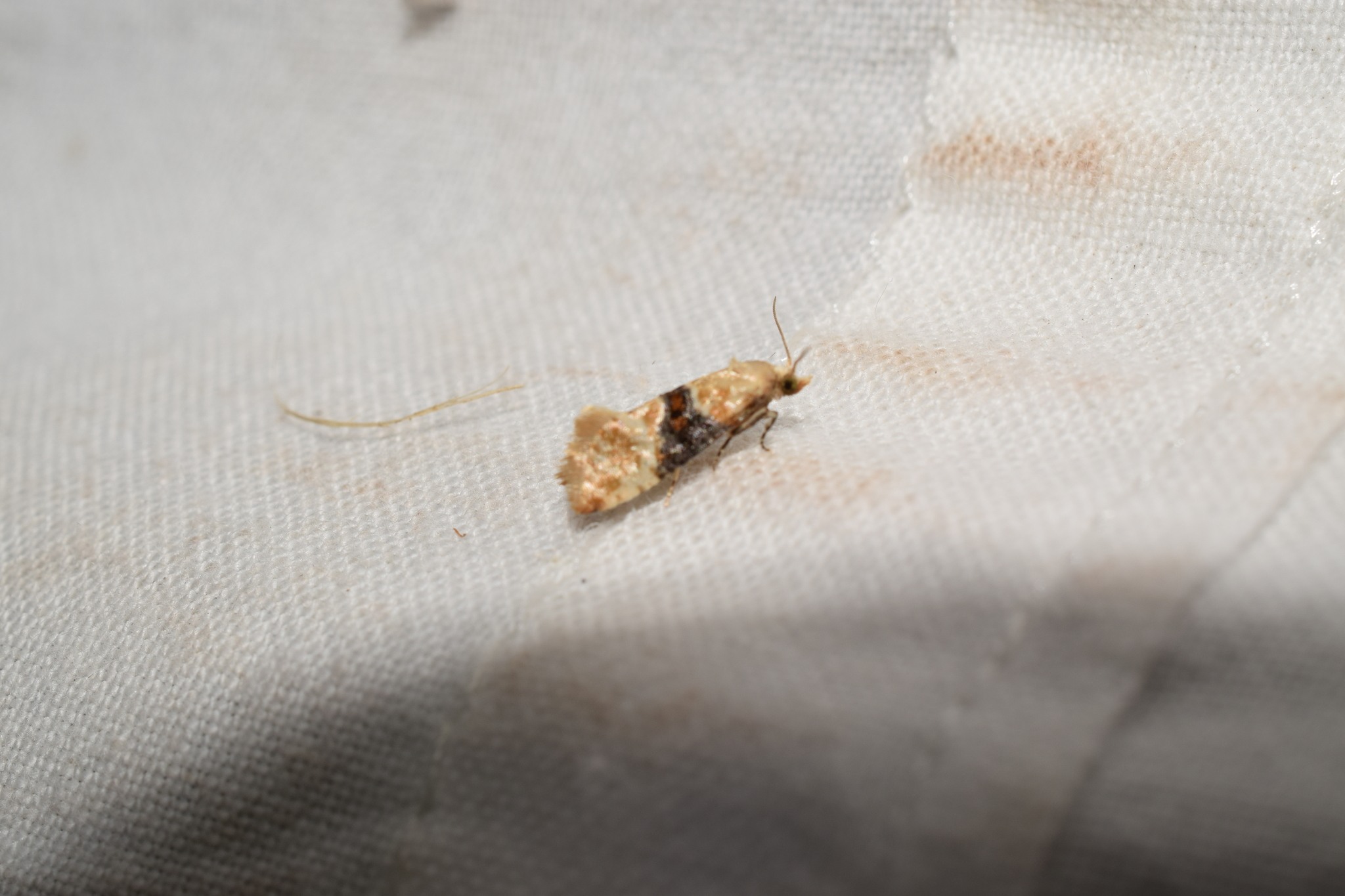 Eupoecilia ambiguella
