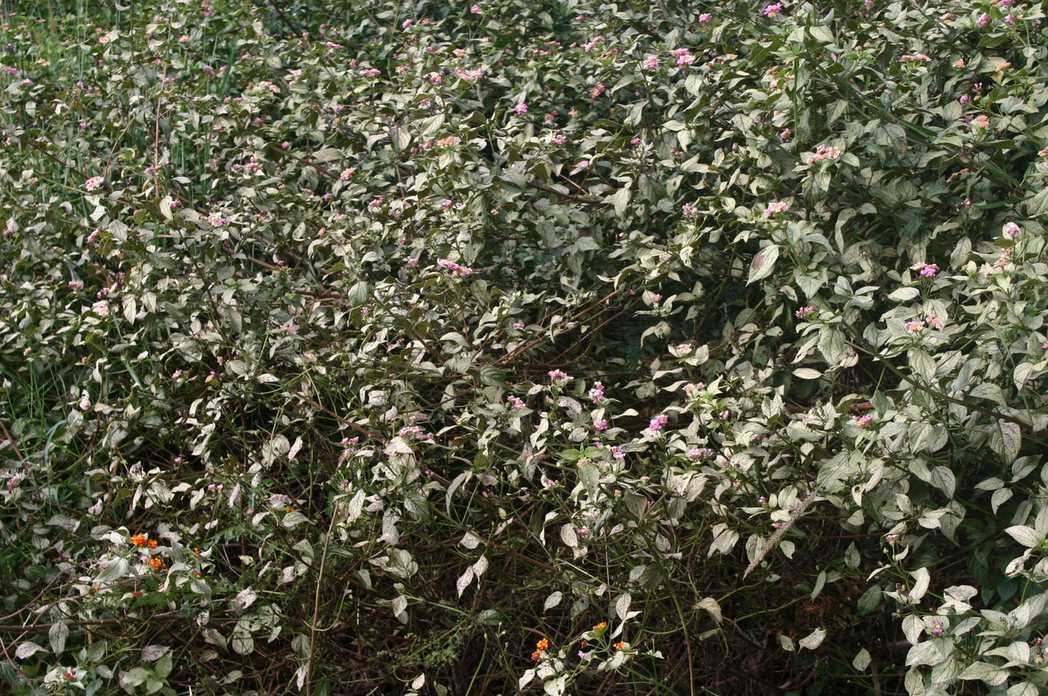 Falconia