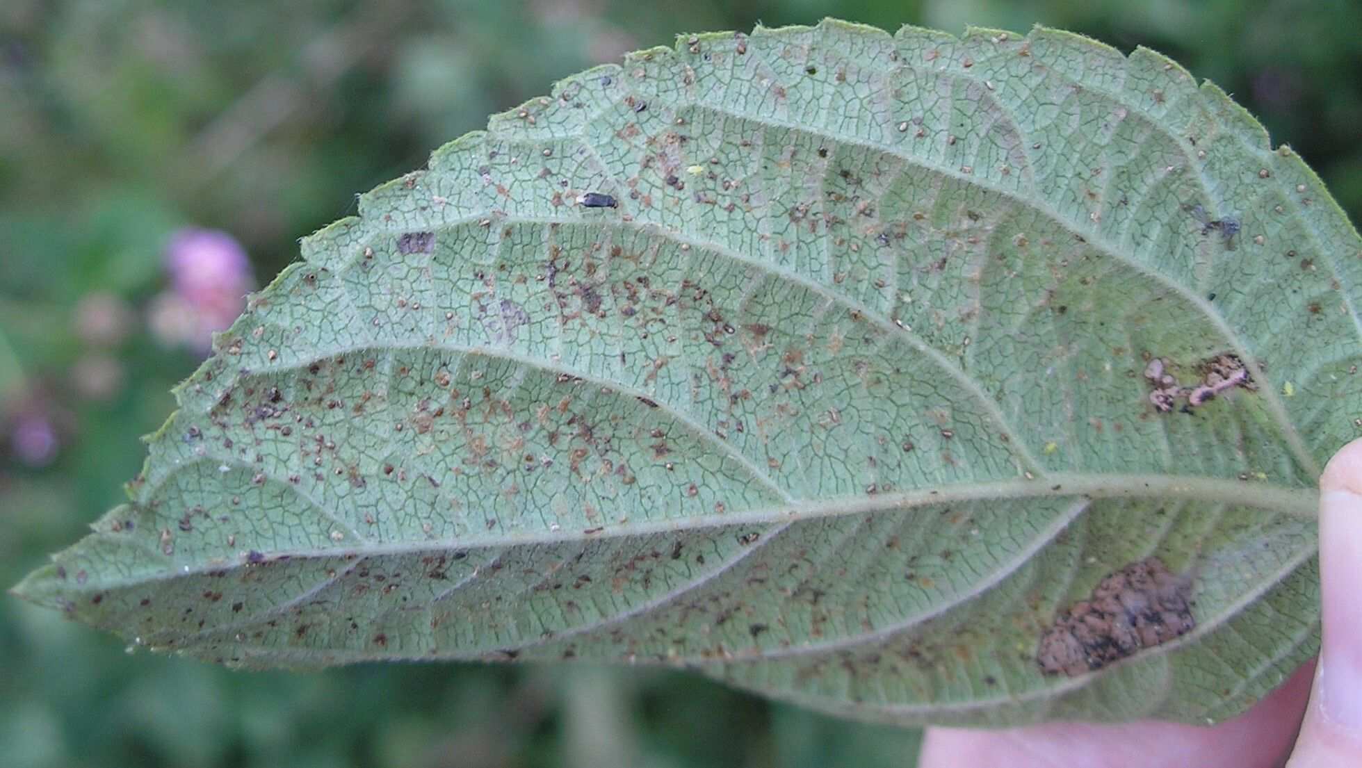 Falconia