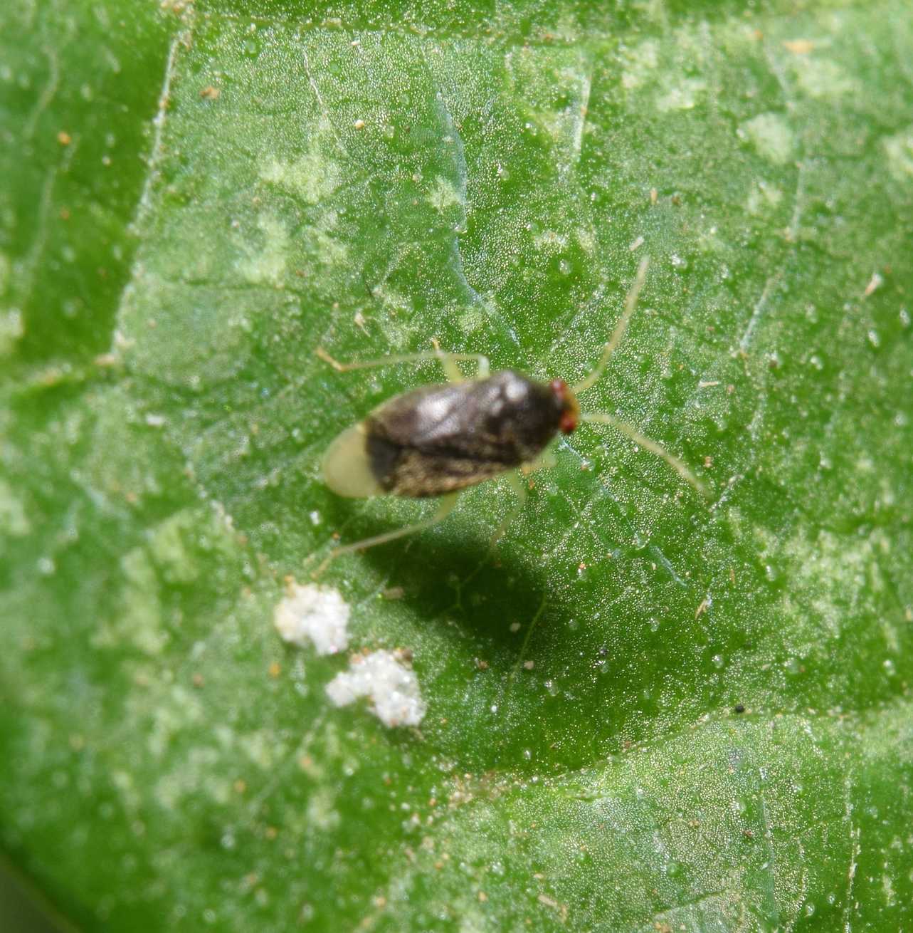 Falconia