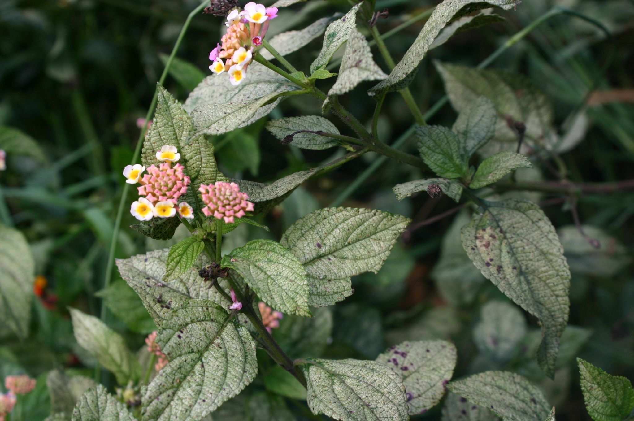 Falconia