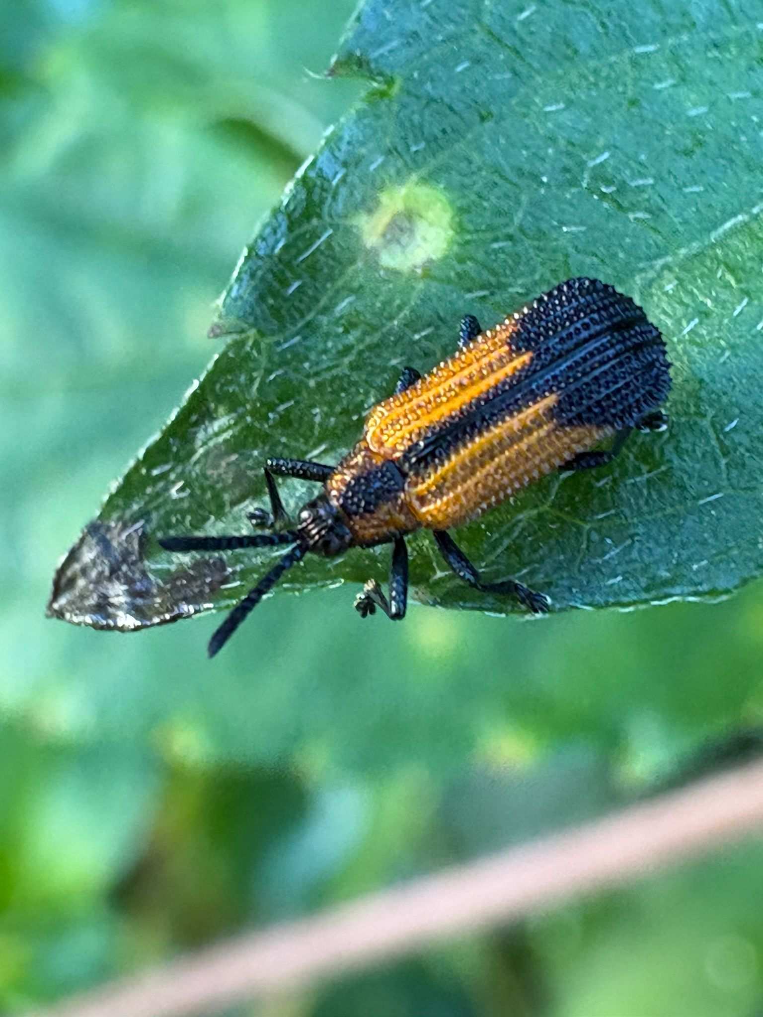 Pentispa